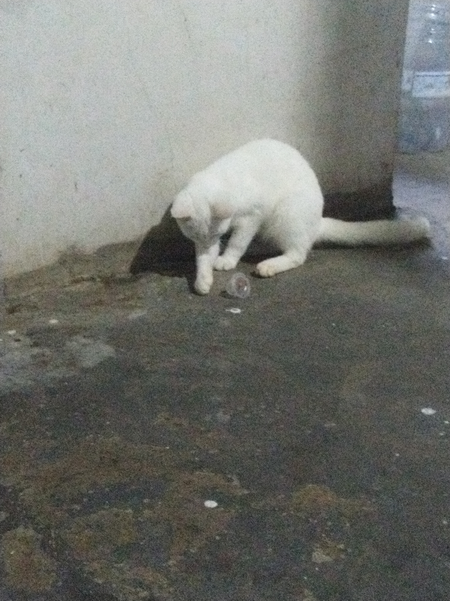 A white cat is playing with a small, clear plastic object on a dark, mottled concrete floor. The cat is near a light gray wall, and there is an indistinct object in the background. The location is in an unknown city.