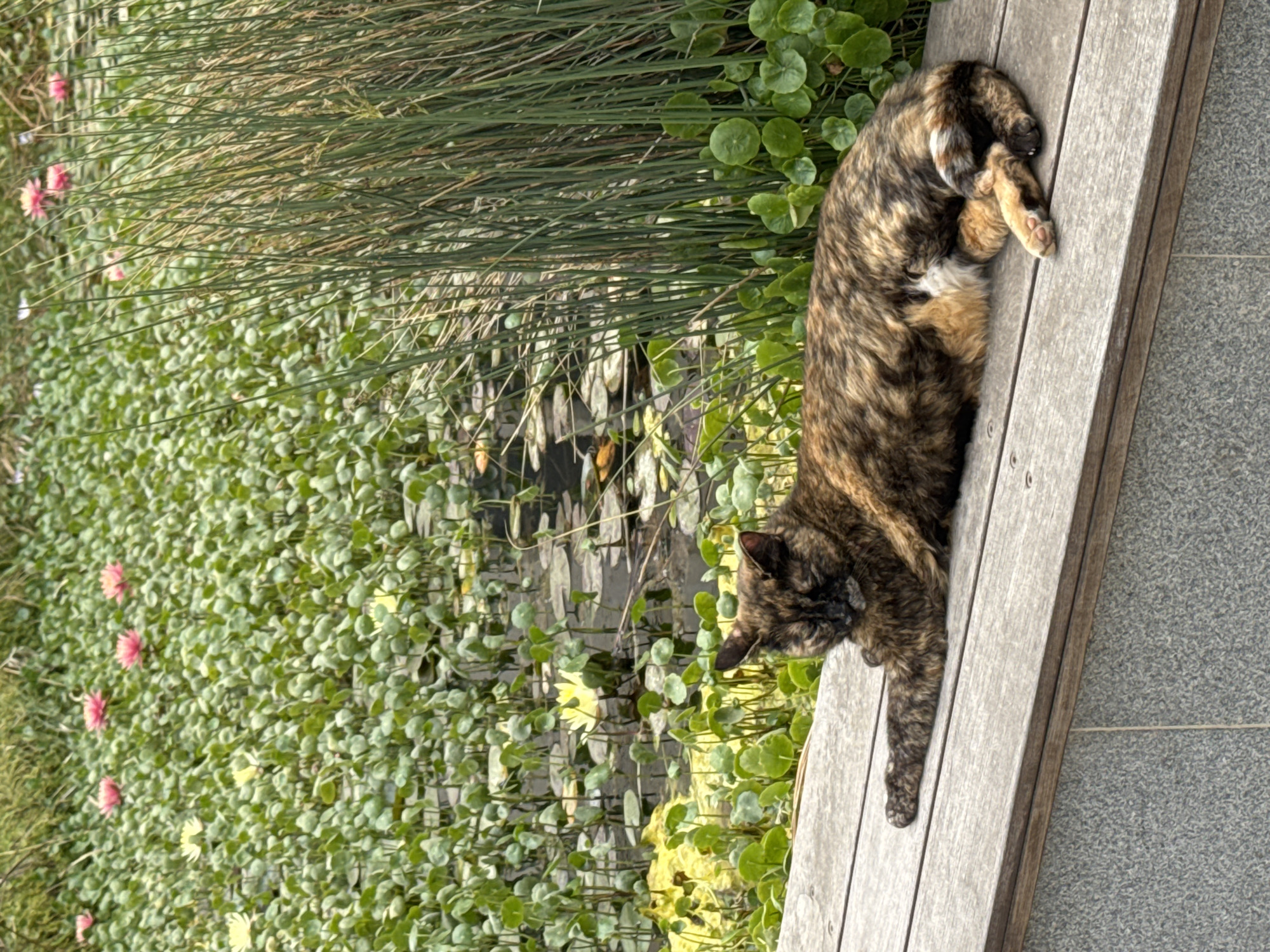 A tortoiseshell cat is sleeping on a wooden bench next to a pond. The pond is surrounded by lush greenery, including reeds, clover-like plants, and yellow and pink flowers. The bench is adjacent to a stone wall. The location is Tel-Aviv, Israel.