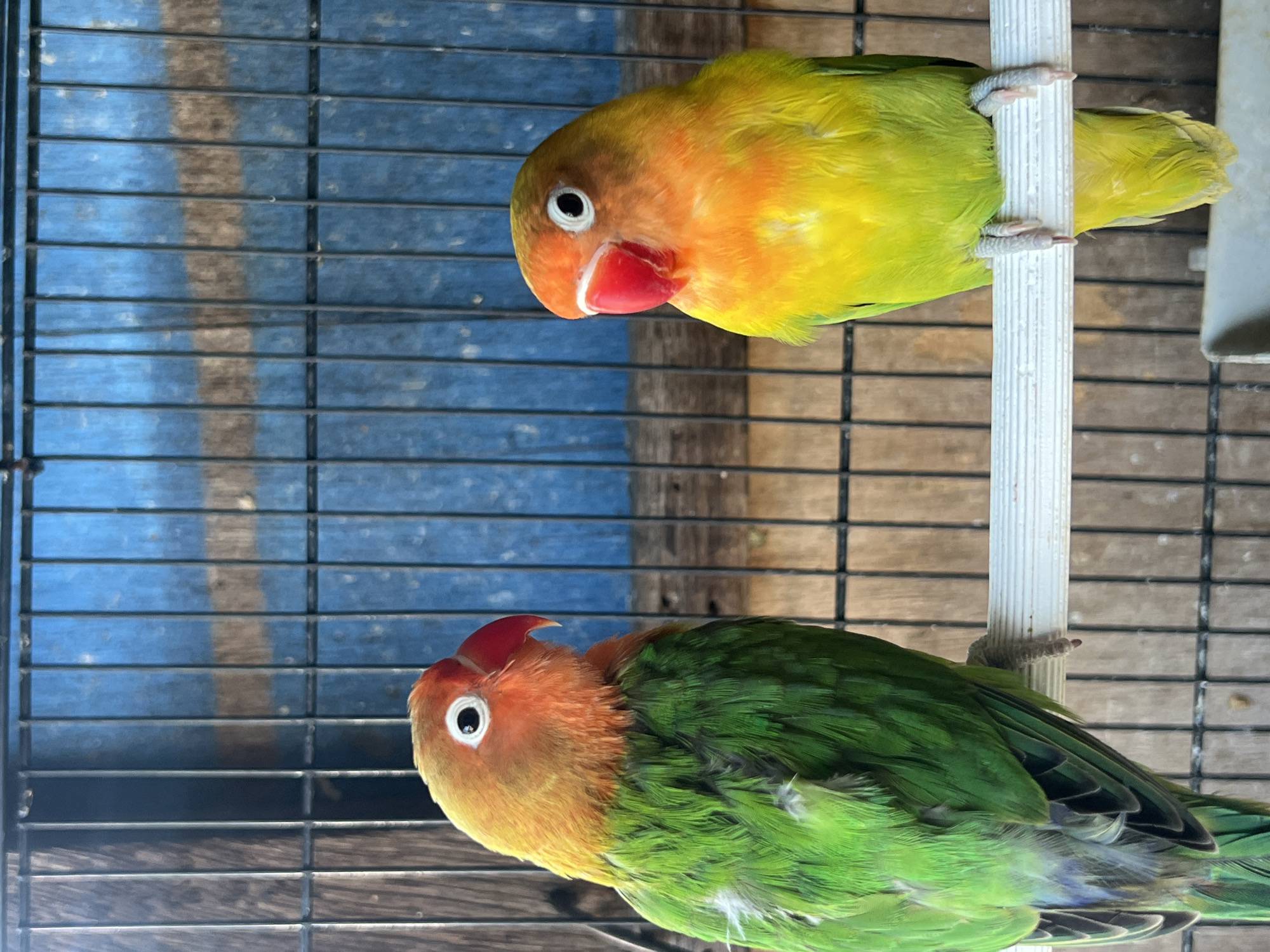 Two lovebirds, likely of the Fischer's species, are perched on a white perch inside a cage. The bird in the foreground is predominantly green with an orange face and head, and a bright red beak. The bird in the background has a yellow-green body with an orange face and head, and a red beak. Both birds have black eyes. The cage has a blue and brown barred background. The lighting suggests it is daytime. The image appears to be taken in Denpasar, Indonesia. No text is visible.
