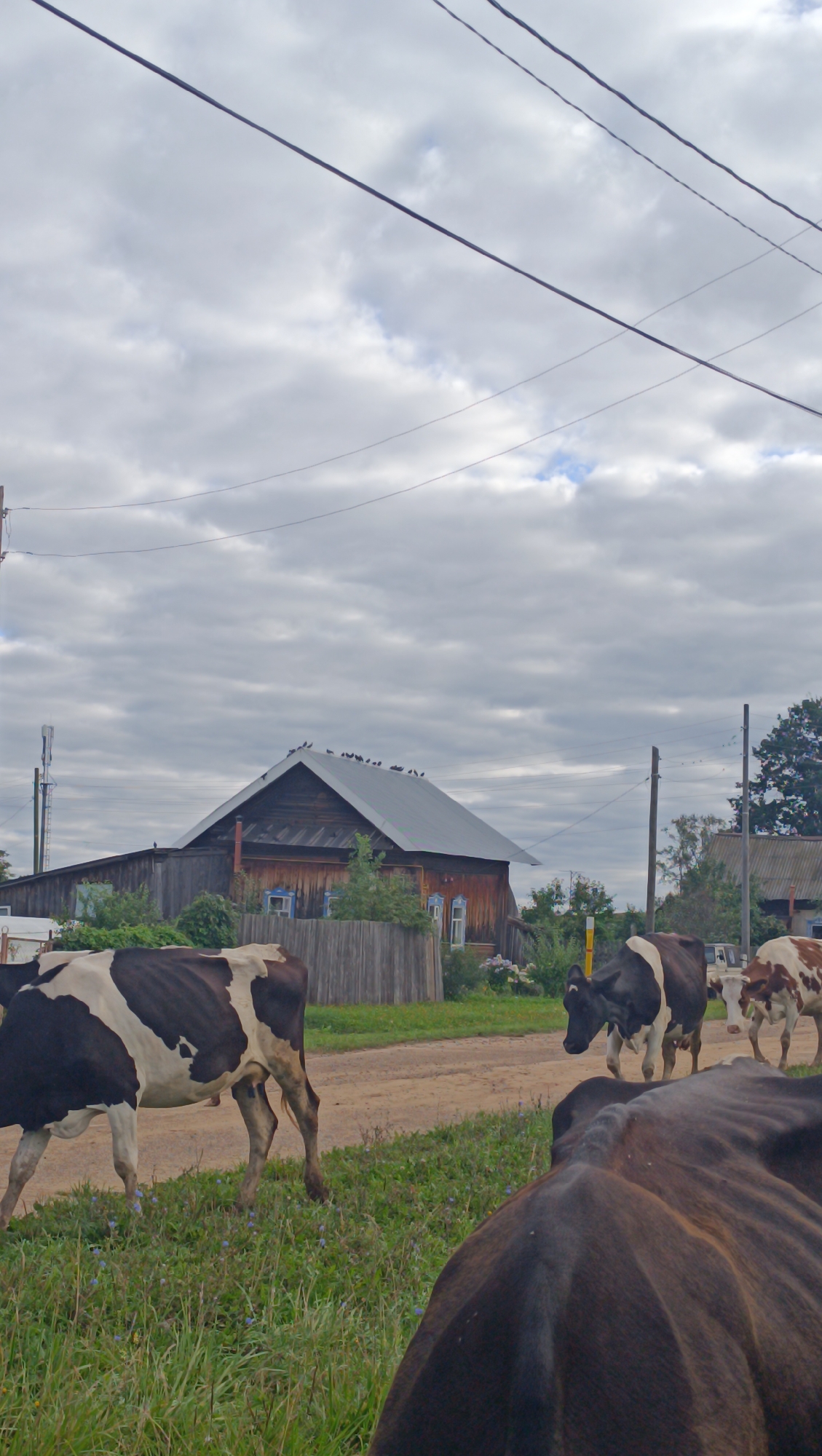 A herd of cattle is seen in a rural village setting, with a wooden house in the background. The house, which appears to be in Karsha, Russia, has a dark grey roof and is constructed of dark wood. Several birds are perched on the roof of the house. A wooden fence surrounds part of the property. The ground is a dirt road, with green grass and some wildflowers on the side. There are power lines running overhead. The sky is overcast with grey clouds. The cattle are of various breeds and colors, including black and white spotted and brown and white spotted. One cow in the foreground is black and is partially out of frame.