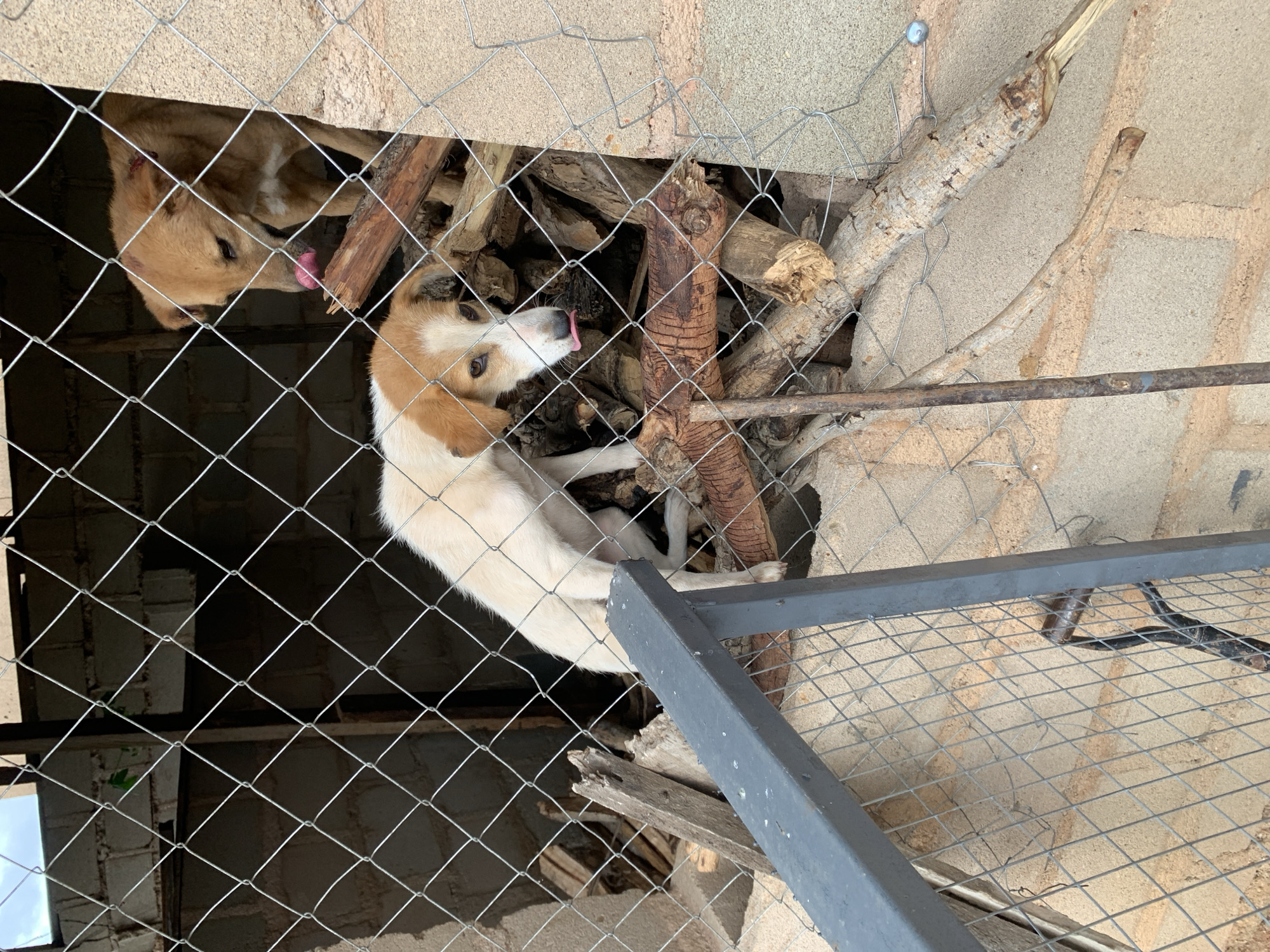 Two dogs are behind a wire fence. One dog, mostly white with brown markings on its head and ears, is looking down and to the right with its tongue sticking out slightly. It is standing on a pile of logs. Behind it and to the right, a brown dog is licking its nose. It is also standing on logs and appears to be looking down and to the left. The environment appears to be an outdoor enclosure with a concrete block wall and a roof structure visible in the background. The ground is covered in sand or dirt.