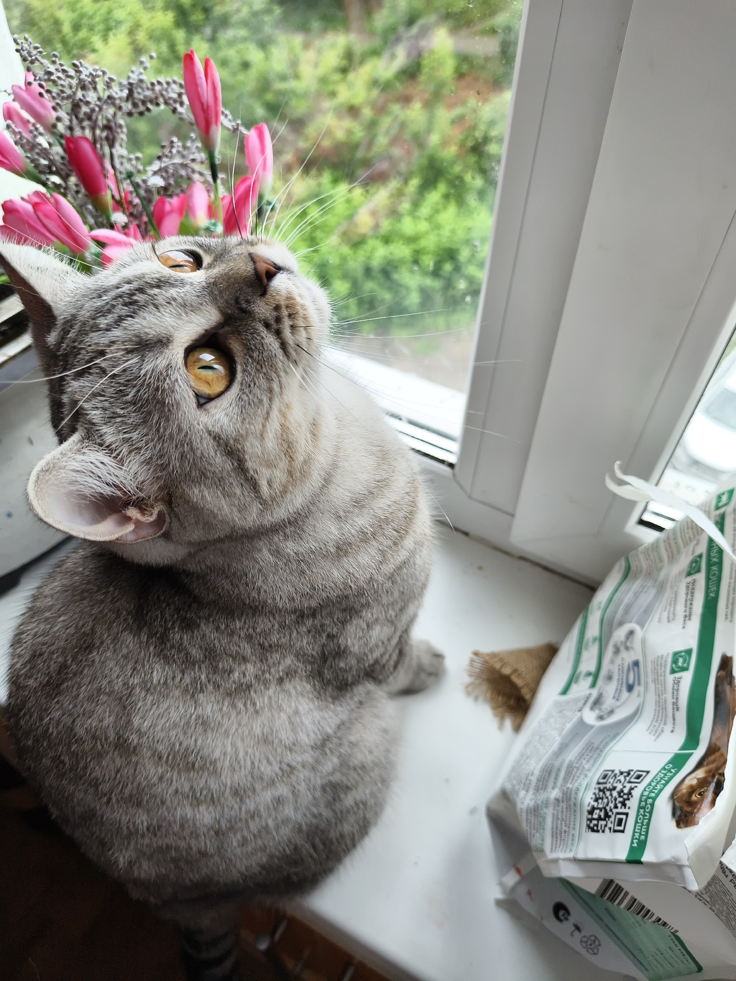 A silver tabby cat with amber eyes is perched on a windowsill, looking up and to the left. The cat is in focus, with its head and upper body filling most of the frame. Its fur is striped with darker gray. Behind the cat, to the left, is a bouquet of pink flowers and some grey, feathery foliage. The background outside the window appears to be a blur of green trees, suggesting an outdoor, natural setting. To the right of the cat is a white plastic bag, possibly containing pet food, with various text and graphics on it, including a QR code. A small piece of burlap is visible beneath the bag. The lighting suggests it is daytime.