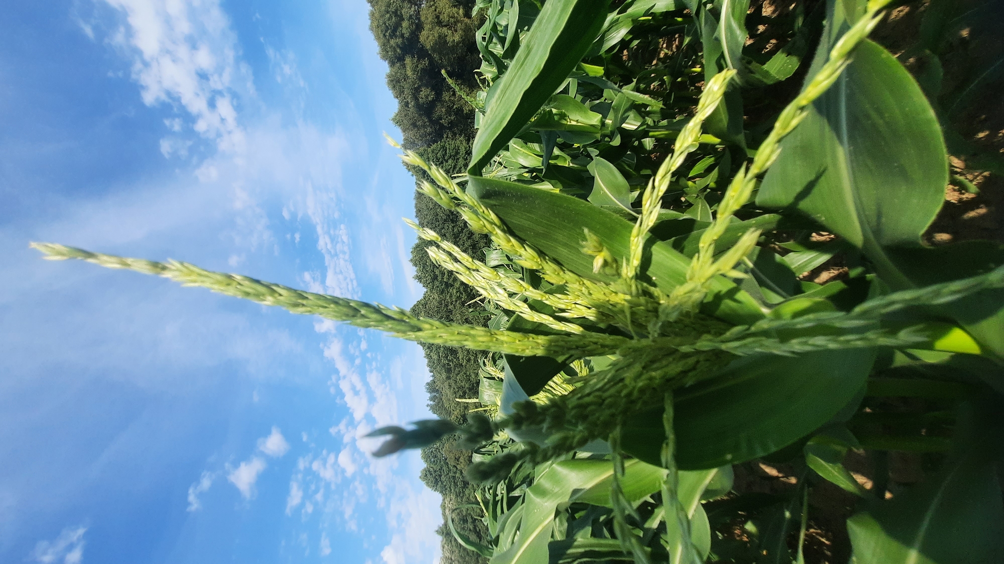 The image depicts a close-up view of a cornfield under a bright blue sky with scattered white clouds. In the foreground, the top of a corn plant is prominently featured, with its tassel in sharp focus. The tassel is a light green, feathery structure composed of numerous spikelets. Behind the foreground plant, rows of large green corn leaves stretch into the distance, forming a dense canopy. The background shows a line of dark green trees, suggesting the edge of the field. The lighting indicates it is daytime, likely mid-morning or afternoon. The overall scene conveys a sense of natural growth and agricultural activity. This image was captured in the vicinity of Шклоў, Belarus.