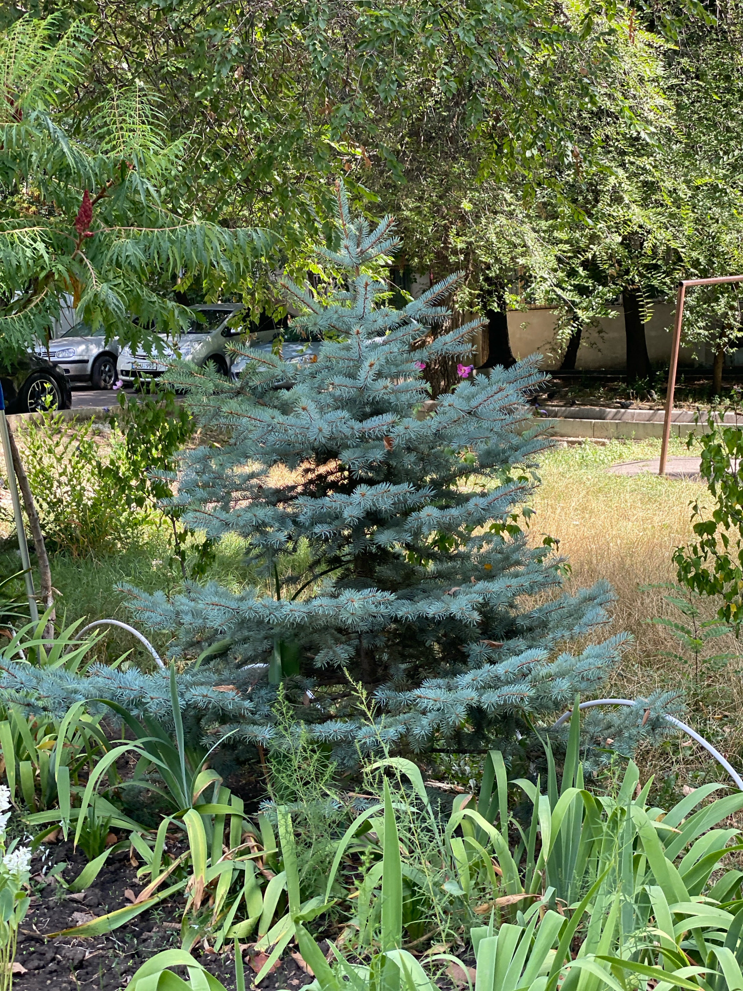 An outdoor, eye-level shot shows a small blue spruce tree in a garden setting, with a residential area in the background. The tree is located in Chișinău, Moldova. Cars are parked on a street behind the tree. Several pigeons are visible on the street. The garden bed features green irises and other foliage. The ground is covered in dirt and dry grass. The overall lighting suggests daytime, with sunlight filtering through the leaves of the surrounding trees, creating shadows.