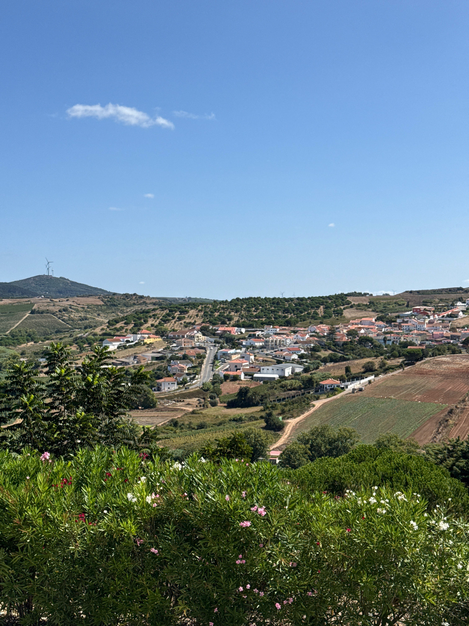 This image captures a panoramic view of a rural village nestled in the hills of Mafra, Portugal. In the foreground, lush green bushes laden with small pink and white flowers create a vibrant border, obscuring the lower portion of the scene. Beyond this foliage, the landscape unfolds into a tapestry of rolling hills dotted with trees and agricultural fields. A small village, characterized by its red-tiled roofs and white-washed buildings, sprawls across a gentle slope, with a road winding through its center. In the distance, a prominent hill is topped with wind turbines, suggesting a location on the outskirts of the town, possibly overlooking the surrounding countryside. The sky is a clear, bright blue with a few wispy white clouds. The overall impression is one of a serene, sun-drenched rural setting.