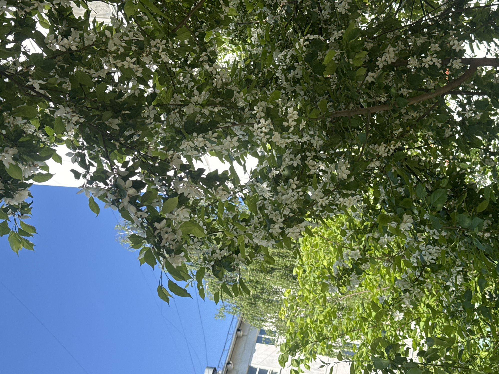 The image depicts a view looking up into flowering trees in Chaikovsky, Russia. The sky is a clear, bright blue. The branches are filled with green leaves and small white blossoms. Buildings are visible in the background. The image is taken in daylight.