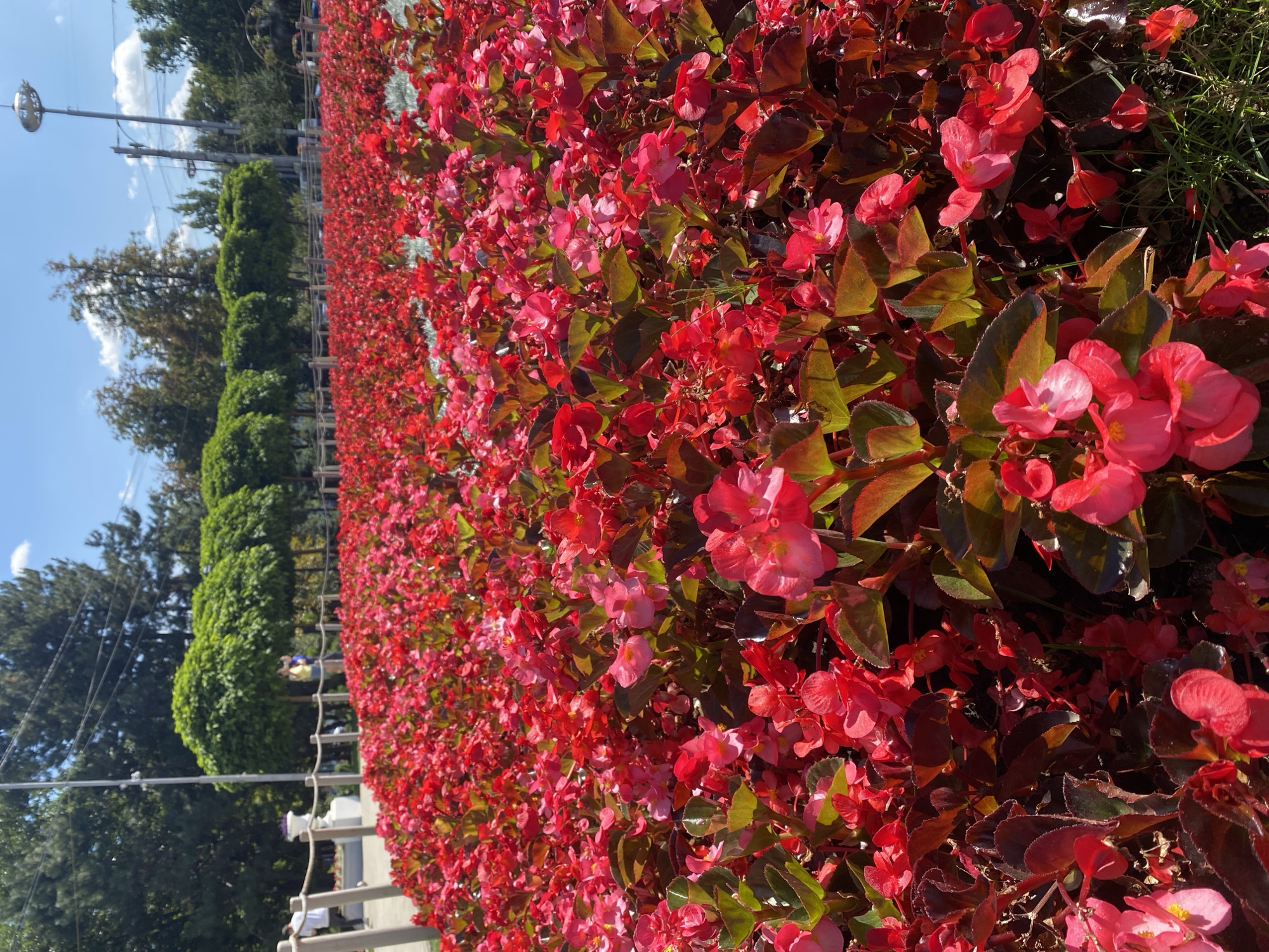 The image depicts a vibrant, sunlit flowerbed filled with numerous bright red and pink begonia flowers. The flowers are densely packed, creating a carpet of color that extends into the background. Some of the leaves are a dark, reddish-brown, contrasting with the brighter blooms. In the background, a neatly trimmed row of spherical trees is visible, lined up behind a wooden fence with rope detailing. Beyond the trees, there are taller trees and a clear blue sky with a few white clouds. A tall lamppost with a light fixture is also visible in the background, along with power lines. On the left side of the image, a paved walkway is visible, with a white ornamental structure and a few people walking in the distance. The overall scene suggests a well-maintained public park or garden. Based on the context of Chișinău, Moldova, this scene is likely within the Dendrarium Park, known for its extensive floral displays and manicured landscaping.