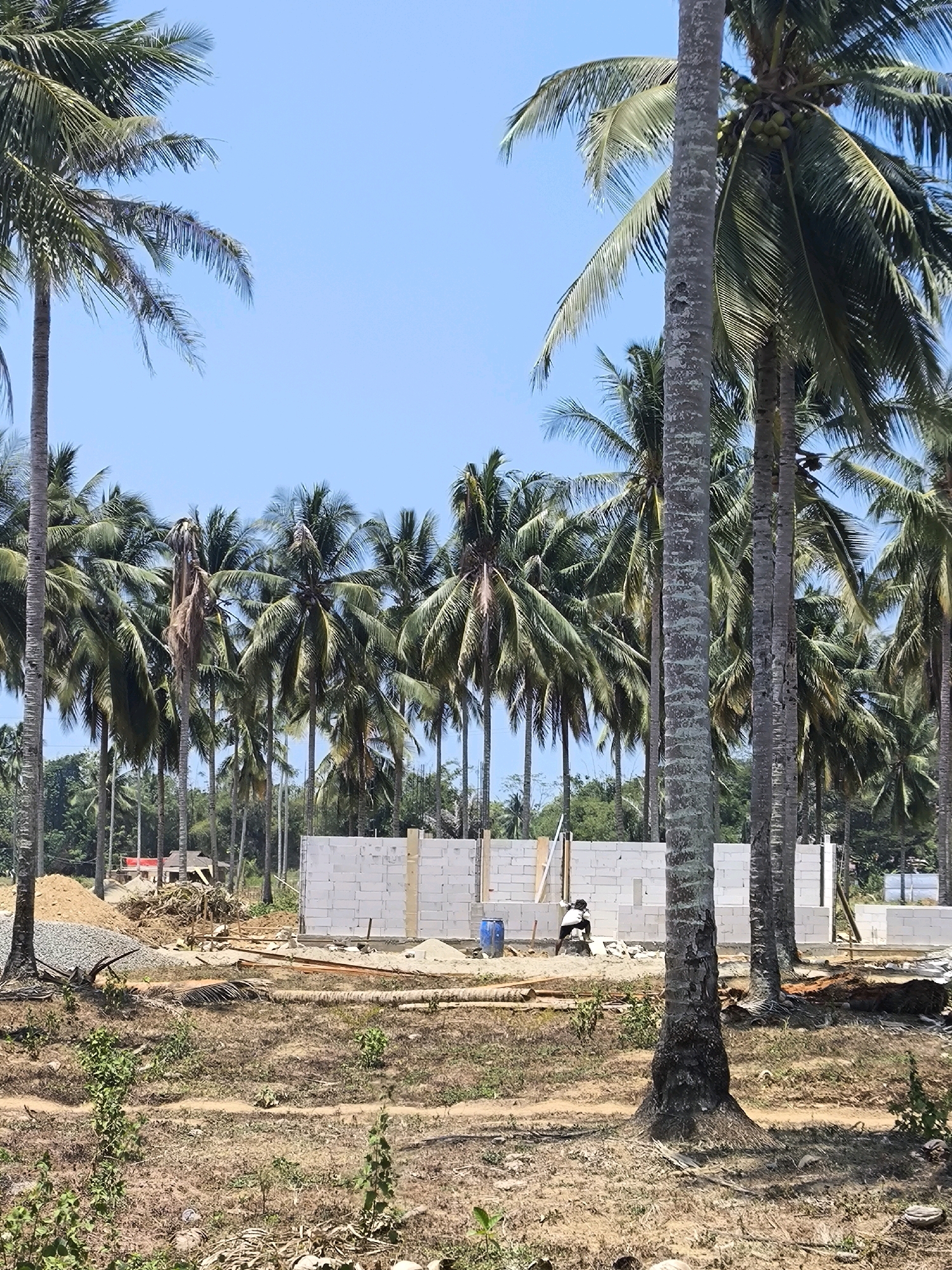 The image depicts a construction site amidst a dense grove of coconut palm trees under a clear blue sky. The foreground shows dry, parched earth with sparse vegetation and fallen palm fronds. In the middle ground, a partially constructed building made of white cinder blocks is visible, with some wooden framing. Construction materials, including piles of sand and gravel, are scattered around the site. A blue plastic barrel and a person dressed in dark clothing are near the building. The background is dominated by a thick canopy of mature coconut palm trees. This scene is located in Modelomo, Indonesia, characterized by its tropical climate and prevalence of coconut plantations.