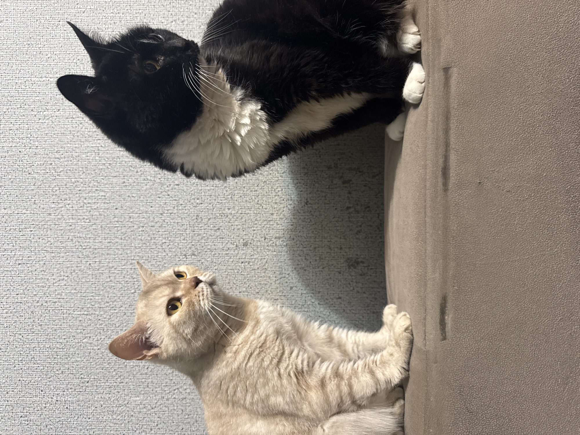 Two cats are resting on a brown upholstered surface in front of a textured wall. The cat closer to the foreground has light tan fur and yellow eyes, looking upward and to the left. The cat in the background is black and white, also looking upward and to the left. The location is Chaikovsky, Russia.