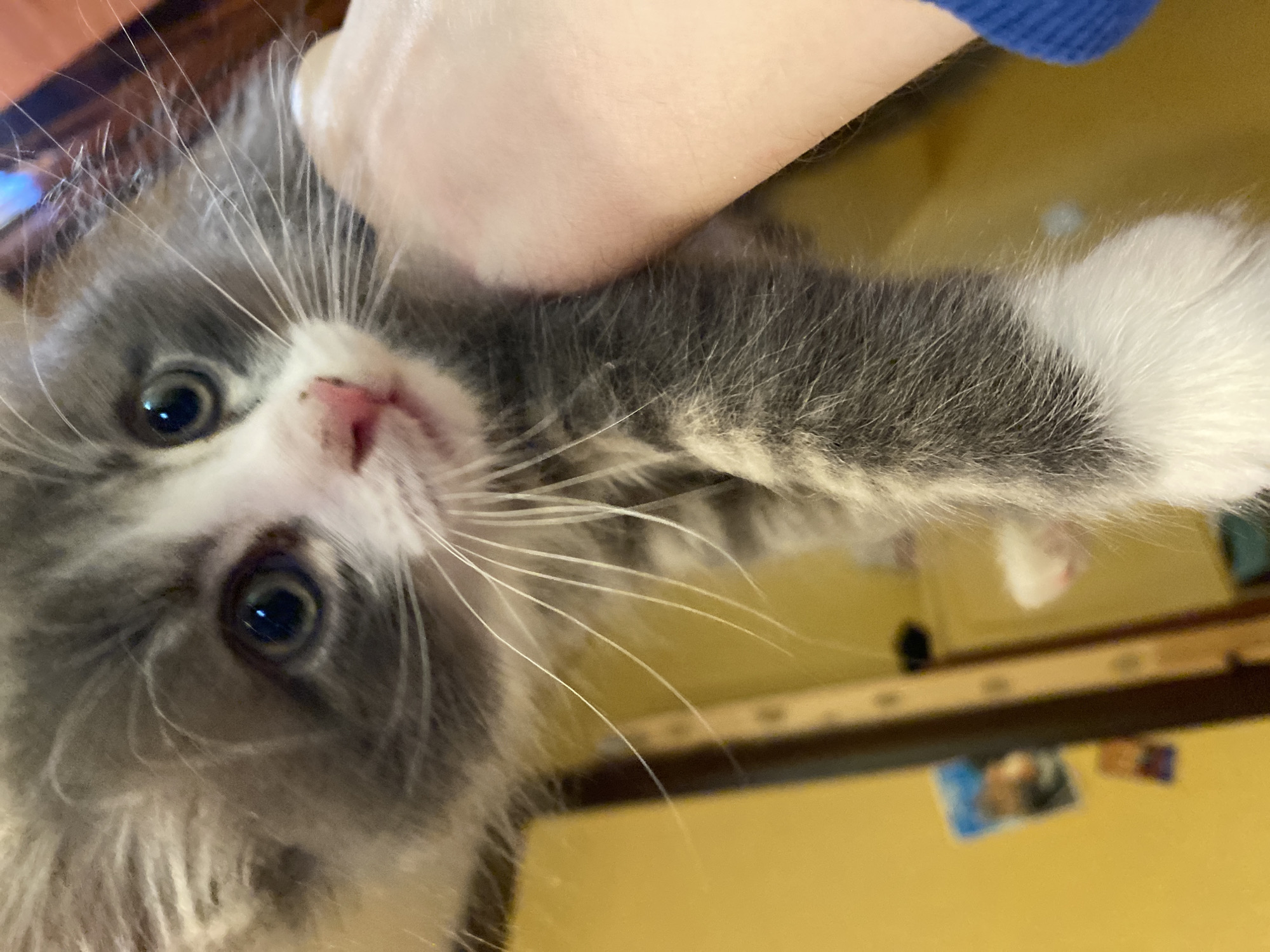 A close-up, tilted photograph captures a fluffy, grey and white kitten being held. The kitten is the central subject, looking directly at the camera with wide, curious blue eyes. Its face is predominantly white with a small pink nose and numerous long, white whiskers fanning out. The fur on its body is a mix of grey and white, with distinct white markings on its paws.
A human hand and arm, with fair skin, are visible holding or cradling the kitten's upper body. A portion of a blue long-sleeved garment is also visible near the arm. The background is a soft, blurry yellow, suggesting an indoor setting, possibly a wall or piece of furniture. Several small, indistinct objects, possibly photos or decorations, are faintly visible on the yellow surface in the background. The lighting appears to be ambient indoor light. The kitten's gaze and the way it is being held convey a sense of gentle interaction. There is no visible text in the image.