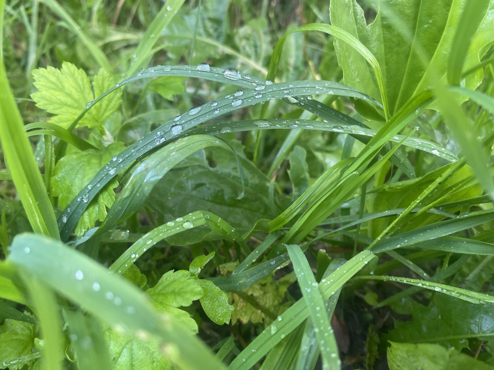 This media file is a close-up photograph of wet grass and other green foliage, likely taken outdoors in a natural setting. The primary subjects are blades of grass and leaves covered in numerous water droplets, suggesting recent rain or dew. The droplets vary in size, with some appearing as clear, rounded beads reflecting light, and others as smaller specks scattered across the leaves. The overall color palette is dominated by various shades of green, from the bright, almost fluorescent green of some leaves to the deeper, more muted greens of others. The background is blurred, creating a shallow depth of field that emphasizes the details of the water droplets on the foreground foliage.
There are no people or any discernible objects other than the plants. No specific activity or event is taking place; the image captures a static moment in nature. Notable details include the freshness of the foliage, indicated by the vibrant green color and the presence of water. The lighting appears to be natural, possibly diffused, consistent with an overcast day or early morning. The abundance of water droplets suggests a damp or humid environment.
The image does not contain any visible text. Considering the provided location context of Kolomna, Russia, the scene depicts a common natural landscape found in such a region, characterized by lush vegetation. The overall mood is serene and tranquil, highlighting the beauty of nature in its simplest forms, especially after rainfall.