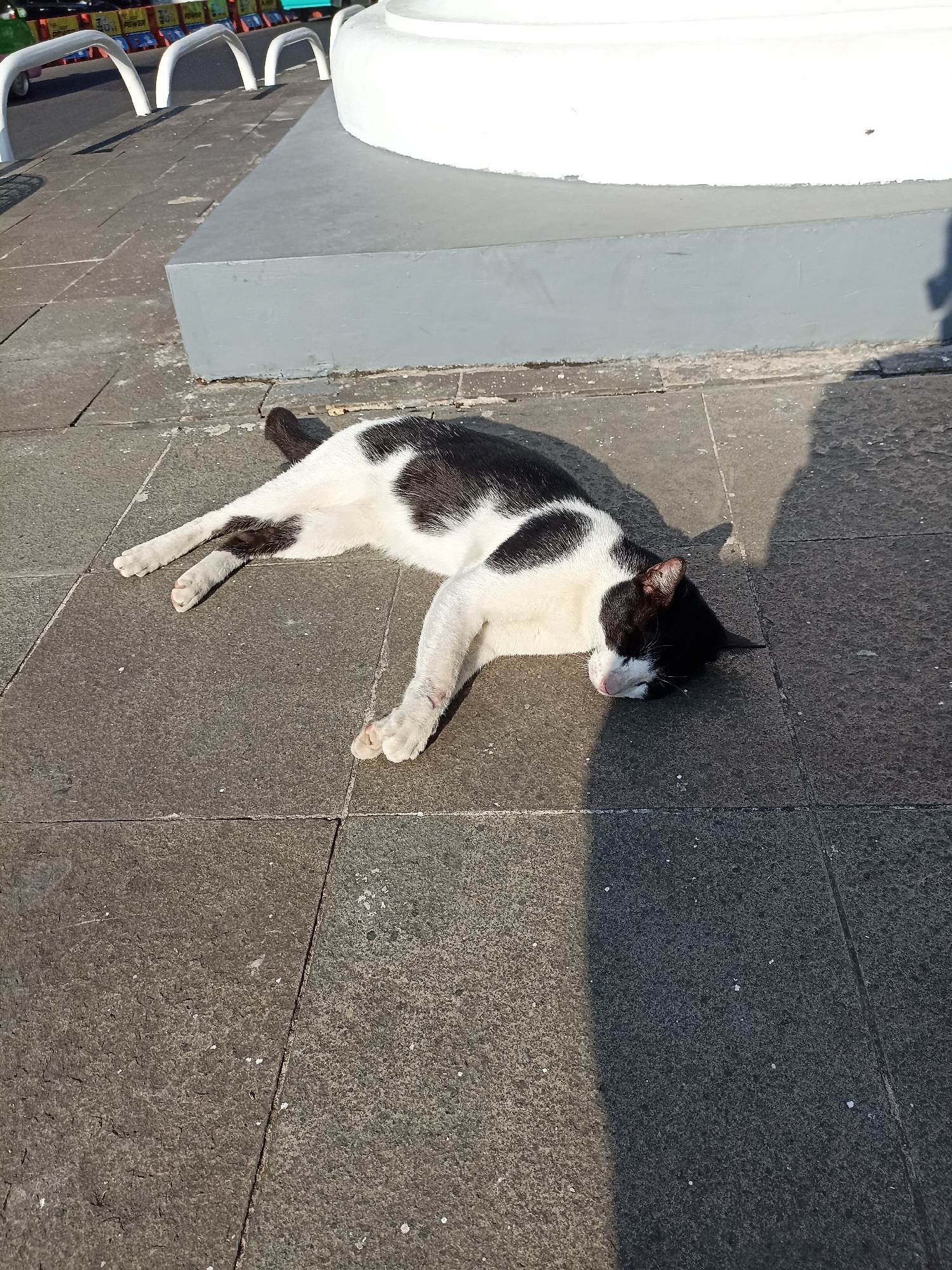 A black and white cat is lying down on a paved sidewalk, basking in the sun. The cat is relaxed, with its eyes closed, and its body is stretched out. The sidewalk is made of dark grey stone slabs. Behind the cat, there is a white cylindrical structure, possibly a monument or part of a building, and a grey rectangular base. In the background, a road with white metal railings and orange traffic barriers can be seen. The scene appears to be in an urban environment, potentially in the city of Bogor, Indonesia, given the lighting conditions and the presence of urban infrastructure. The cat's left hind leg appears to have a slight injury with some visible blood. The sun casts a distinct shadow of the cat on the pavement.