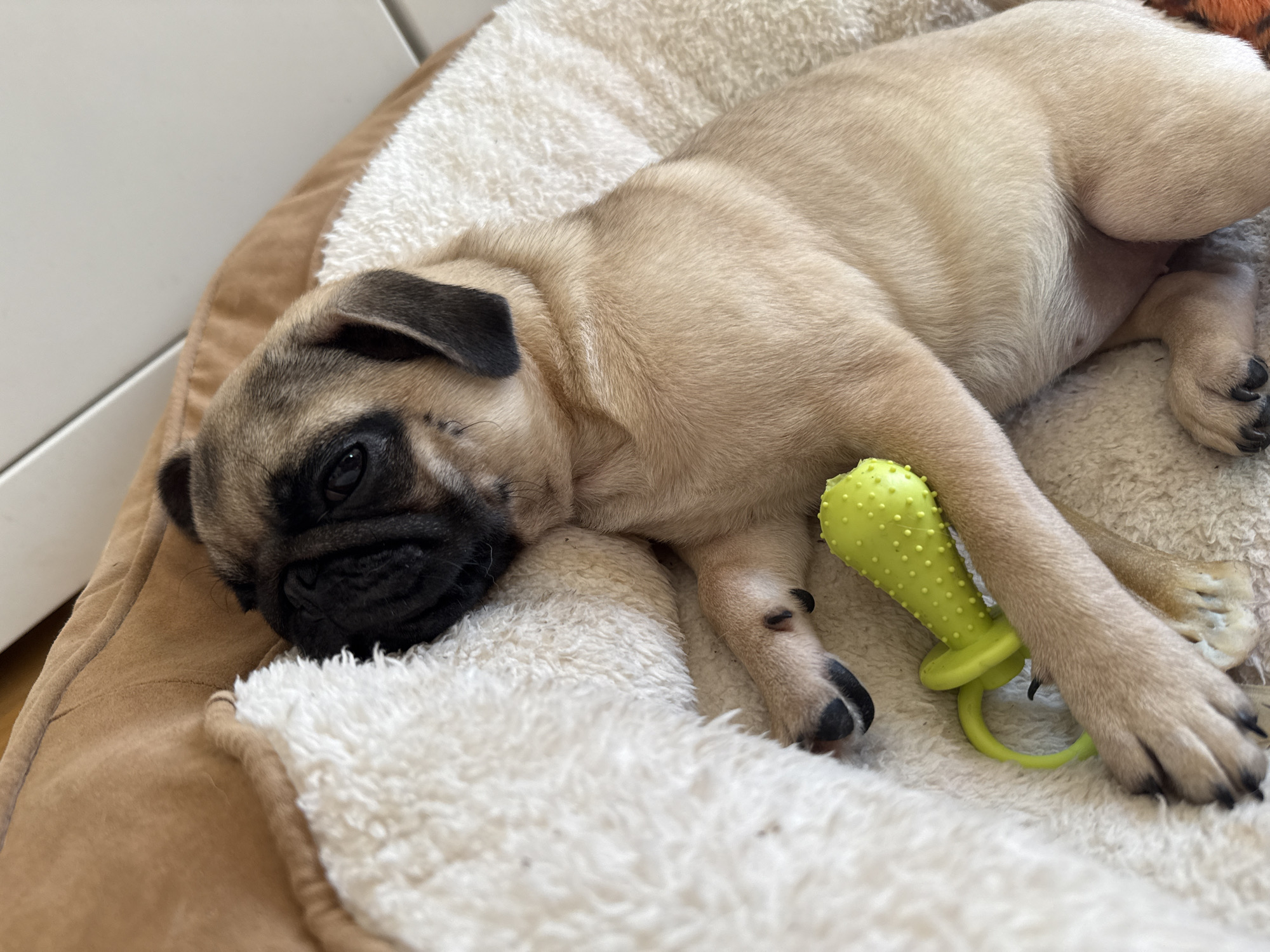 A tan pug puppy lies sleeping on a dog bed with a white fluffy center and tan sides. The puppy has a black face and ears, and a light tan body. The puppy is lying on its side with its head resting on the edge of the bed. A green rubber toy lies next to the puppy's front paw. The background is out of focus but appears to be a room with a white wall. The location is Unknown, Unknown.