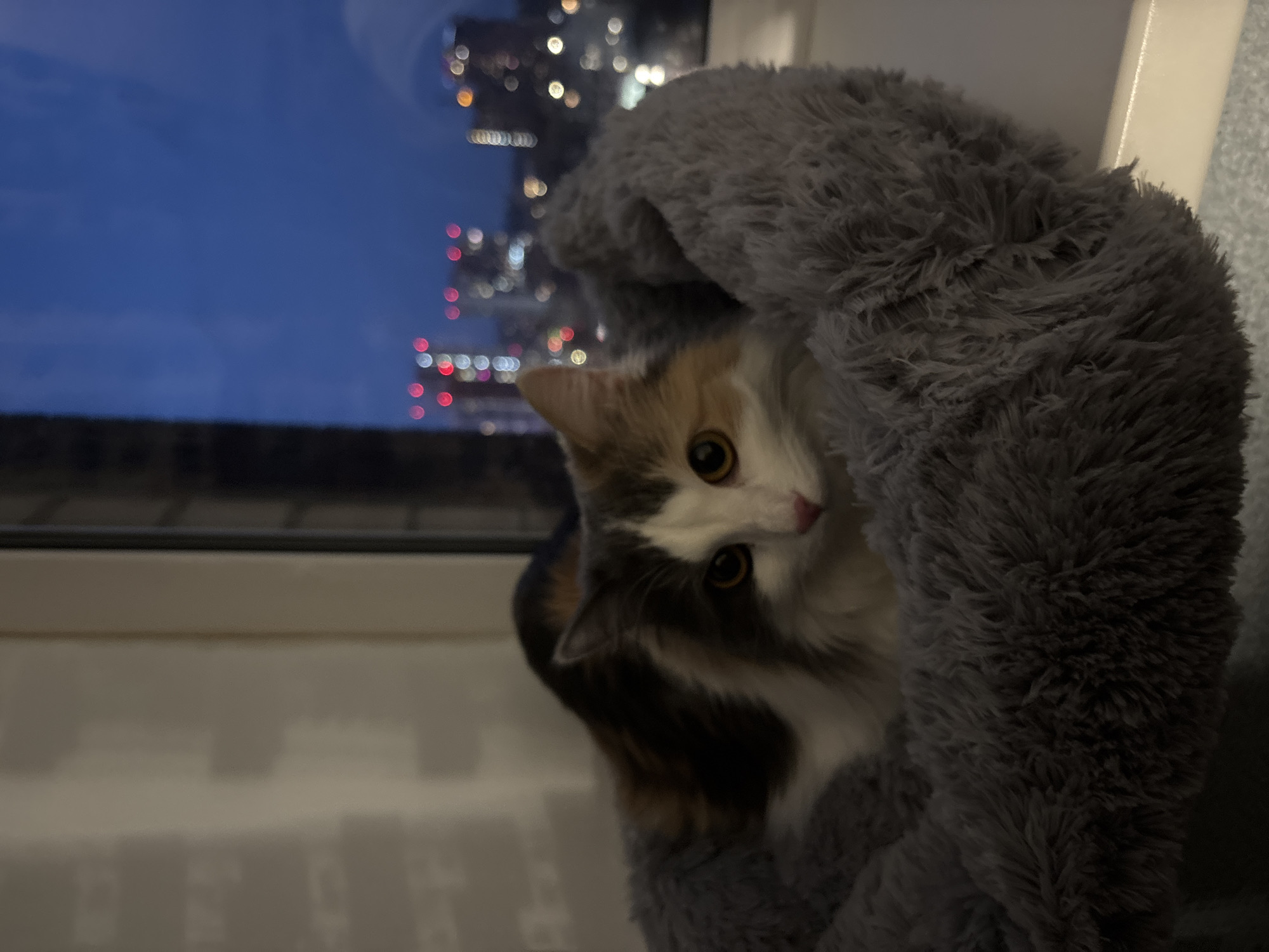 A calico cat is nestled in a gray, fluffy cat bed, positioned near a window that reveals a blurred cityscape at night. The lights of the city are visible, creating a bokeh effect against the dark blue sky. The image is taken indoors, with a focus on the cat's face, which is partially obscured by the edge of the bed. The background is out of focus, drawing attention to the animal. The scene is in Perm, Russia.