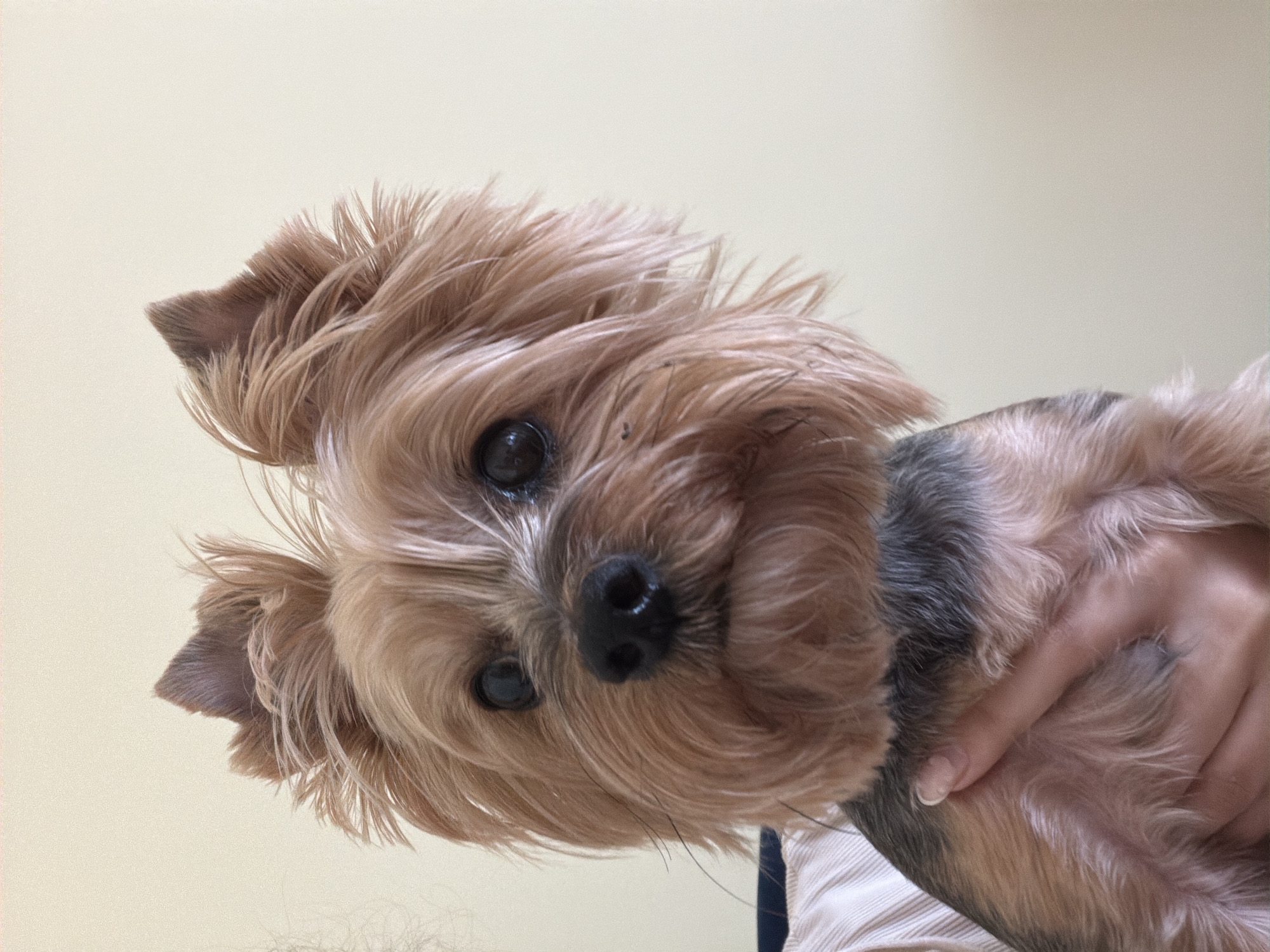 A close-up shot of a Yorkshire Terrier being held in someone's hand. The dog's face is the primary focus, with its dark eyes, black nose, and long, light brown fur. The person holding the dog is visible only in part, with their hand resting on the dog's body. The background is a plain, light-colored wall. The location in the city of Sofia, Bulgaria cannot be determined from the context provided.