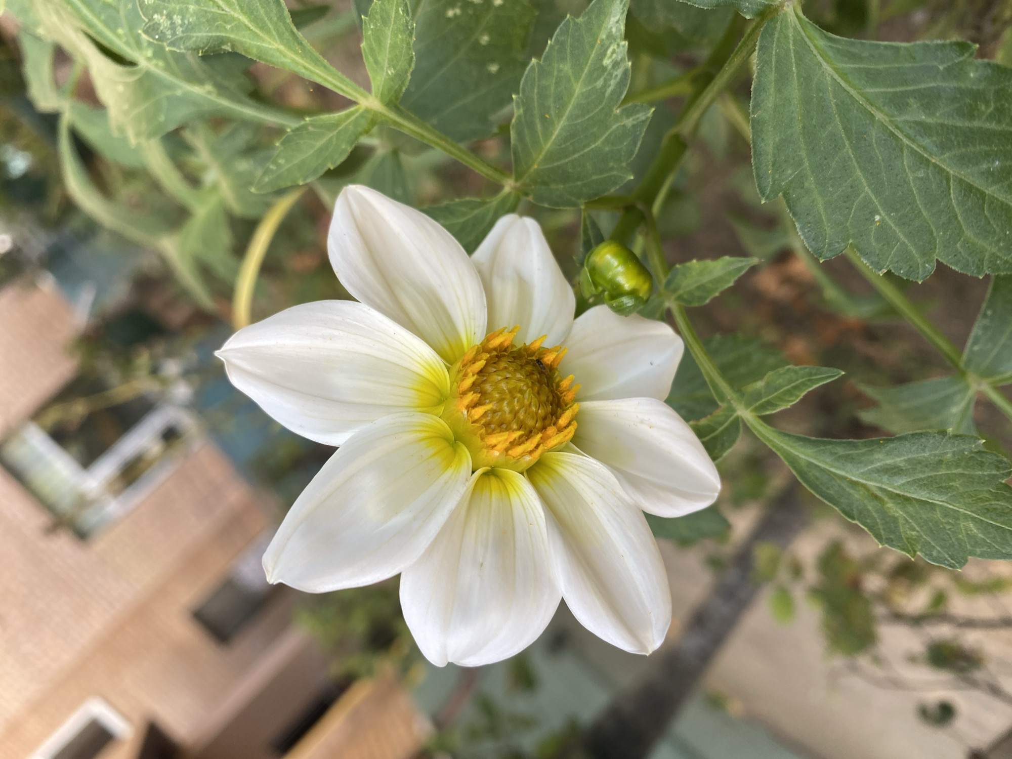 A close-up, low-angle outdoor shot focuses on a white dahlia flower with yellow and orange stamens. The flower has seven petals, with the one on the left partially obscured by the camera's perspective. A small, green unopened bud is visible below and to the right of the flower. The background is blurred, showing green foliage, a brick building, and what appears to be a light-colored fence or railing. The scene is likely located in a residential garden in Ivanteyevka, Russia, given the presence of the building and manicured plants. No people or specific actions are depicted.