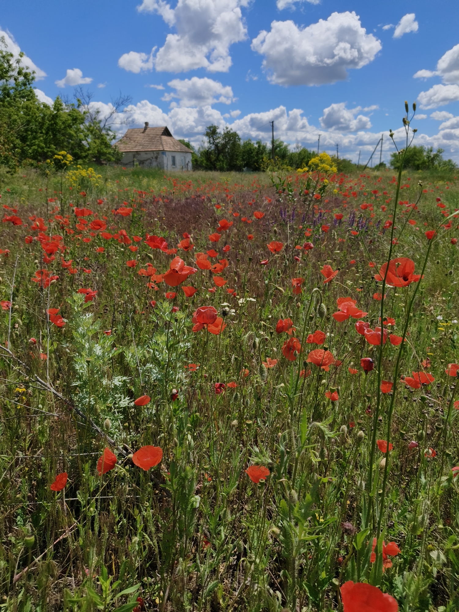 The image shows a field of red poppies in Poltavka, Ukraine, under a blue sky with white, puffy clouds. A small, white house with a brown tiled roof is visible in the background, partially obscured by green trees and yellow wildflowers. Several utility poles are also visible in the distance. The foreground is dominated by the dense field of red poppies mixed with other greenery and wildflowers. The lighting suggests it is daytime. No people are visible in the image.