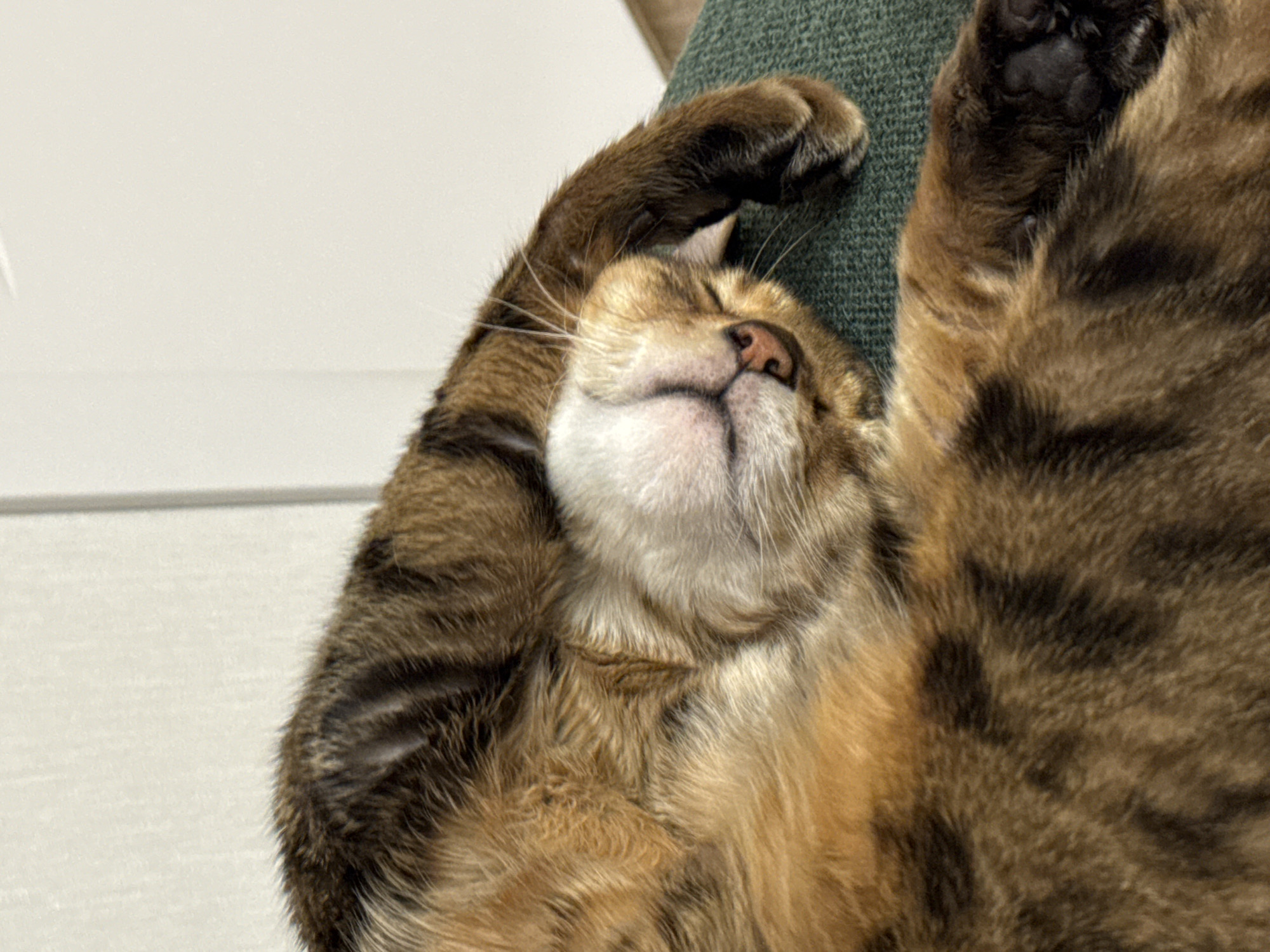 A close-up, slightly tilted shot captures a tabby cat in a state of deep relaxation or sleep. The cat, primarily brown with darker stripes and patches (tabby markings), and lighter, cream-colored fur on its belly and chin, is lying on its back. Its eyes are closed, and its mouth is slightly open, revealing a hint of its tongue or inner mouth, contributing to its peaceful expression.
Both of the cat's front paws are raised above its head, with one paw (on the left side of the image) clearly visible resting against a dark green, textured fabric surface, likely a cushion, sofa, or chair. The dark paw pads ("toe beans") are discernible on this raised paw. The other raised paw is partially visible on the right.
The background consists of a light, off-white wall or flat surface on the left and upper left, providing a stark contrast to the cat's fur and the green fabric. The overall impression is one of extreme comfort and contentment, highlighted by the cat's relaxed posture and soft, patterned fur. There is no visible text in the image.
