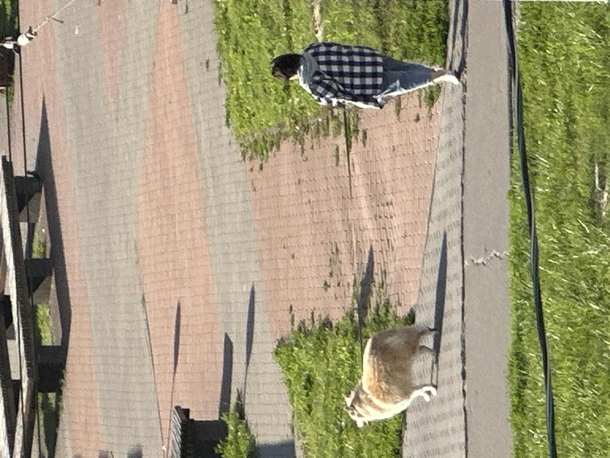 An adult with dark hair, wearing a blue and white plaid shirt and blue jeans, walks away from the camera on a paved path. To the left of the path, a light-colored, fluffy dog walks in the same direction. The environment includes a paved area with brick-like patterns, grassy areas, and what appear to be wooden benches. The lighting suggests it is daytime. The image does not contain enough visual information to determine the location in Podolsk, Russia.