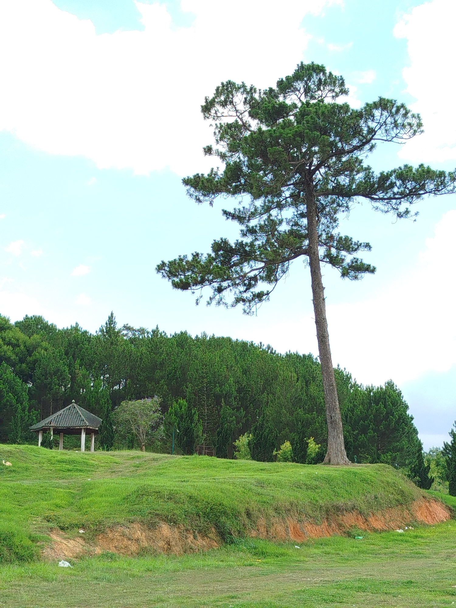 The image depicts a landscape in Da Lat, Vietnam, showcasing a tall pine tree prominently positioned on a grassy hill. In the background, a dense forest of evergreen trees creates a lush backdrop. To the left, a gazebo-like structure with a dark roof is nestled among the trees. The sky is partly cloudy with a light blue hue. The ground is covered in green grass, with an exposed reddish-brown soil bank visible in the foreground. There are no people visible in the scene.