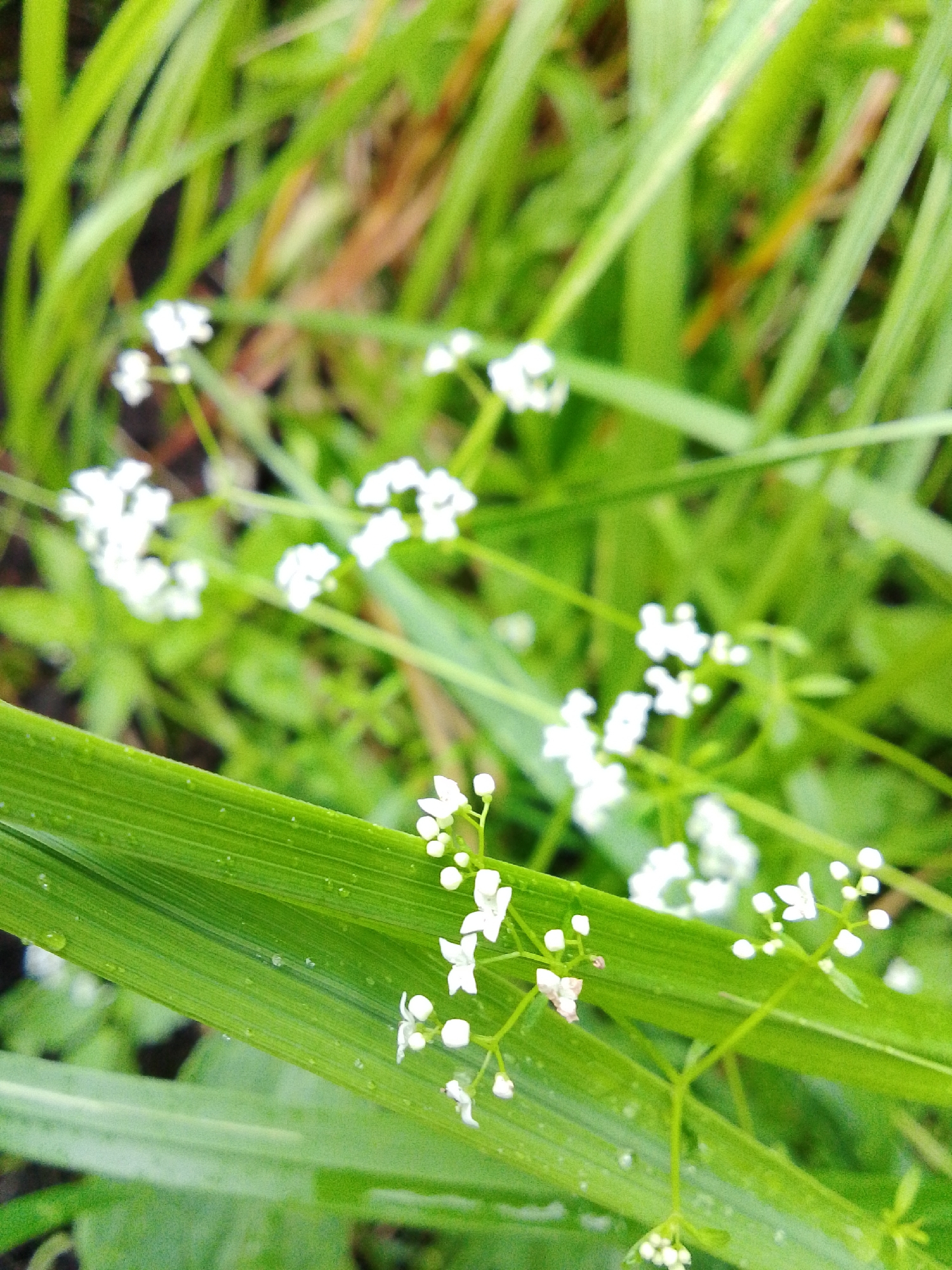 The image displays a close-up view of small white flowers and green grass. The flowers are delicate and appear to be in clusters, some with individual petals visible and others as small buds. They are scattered amongst the blades of grass, with some closer to the foreground on a broad, wet leaf, and others further in the background, blurred by the shallow depth of field. The grass is vibrant green and appears wet, with droplets visible on the leaf in the foreground. The overall impression is of a natural, outdoor scene, possibly a garden or a field. There is no indication of any specific location in the city of 1-Go Maya, Russia, or any people or actions.