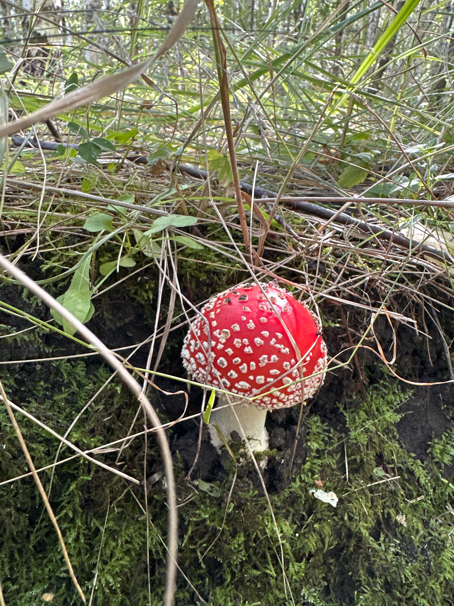 A close-up, eye-level, outdoor shot captures a single, vibrant red mushroom with white spots, likely an Amanita muscaria, growing among lush green moss and dry grasses. The mushroom is centrally located, its cap facing towards the upper left of the frame. The background is a blur of green foliage and thin, dry branches, suggesting a wooded or natural environment. The lighting indicates it is daytime, with soft sunlight filtering through the leaves. There are no people or animals visible in the scene. The focus is sharp on the mushroom and the immediate mossy ground it inhabits. The scene is situated in the forest surrounding Fedorovka, Russia.