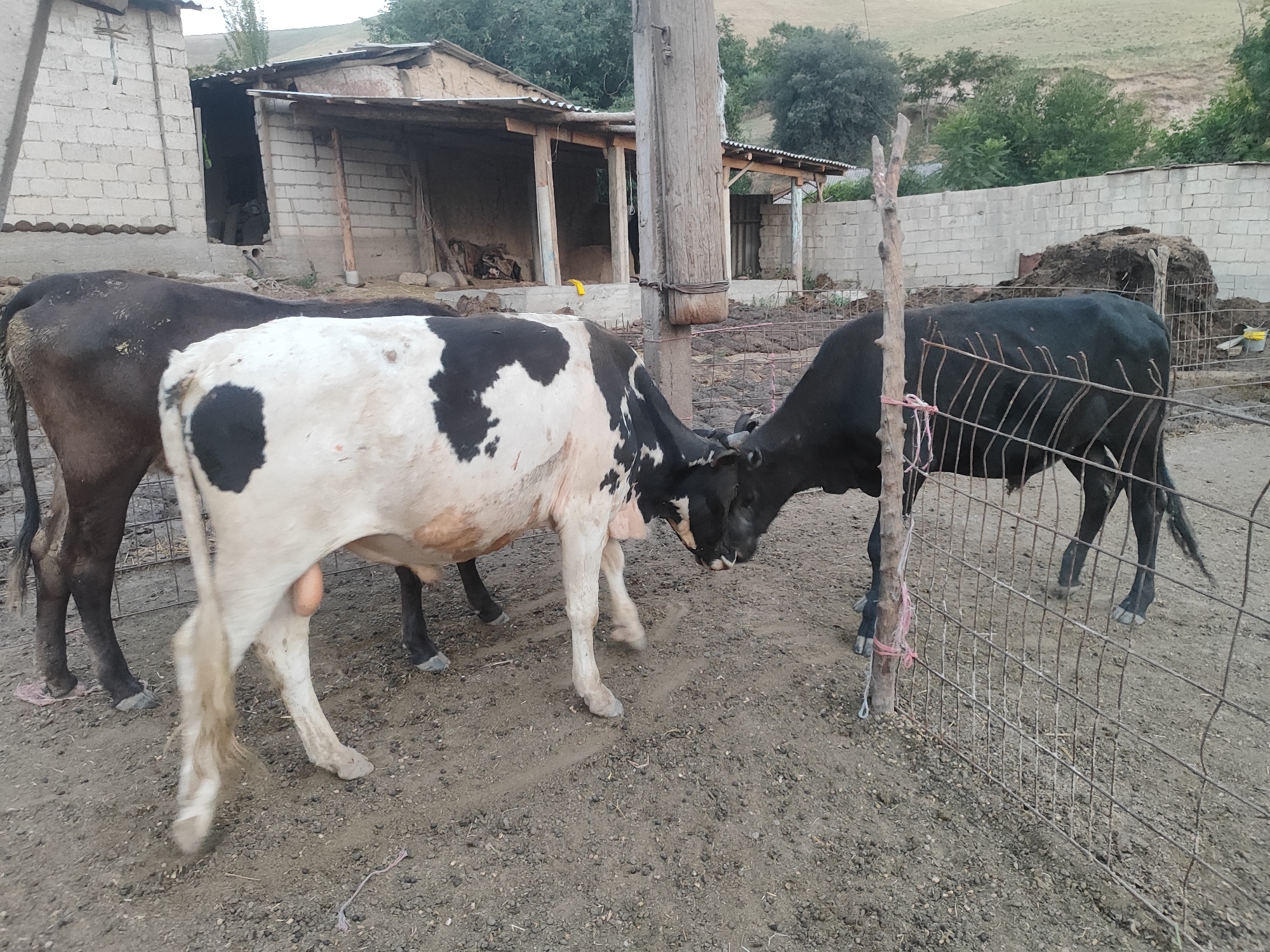 In Sultonobod, Tajikistan, a rural scene unfolds with three cows as the central subjects. Two of the cows are in the foreground, facing each other in what appears to be a playful or inquisitive interaction. One is predominantly black and white, with distinct patches of color, while the other is solid black. A third, solid black cow is partially visible on the left, facing away from the camera.
The setting is a dusty, dirt-floored enclosure, likely a farmyard or pen. Behind the cows, a simple, rustic structure is visible, constructed from what appear to be cinder blocks and topped with a corrugated metal roof. The building has an open side, revealing a dark interior, and wooden support posts. A wire fence runs along the right side of the frame, separating the animals from the background. In the distance, a hillside covered in greenery suggests a rural or semi-rural environment. The overall impression is one of a simple, working farm.
The lighting suggests it is daytime, possibly late afternoon, given the soft, diffused light and the shadows cast. There are no people visible in the image. The notable details are the cows' interaction and the rudimentary construction of the farm buildings, indicative of a practical and perhaps modest agricultural operation. There is no visible text in the image.