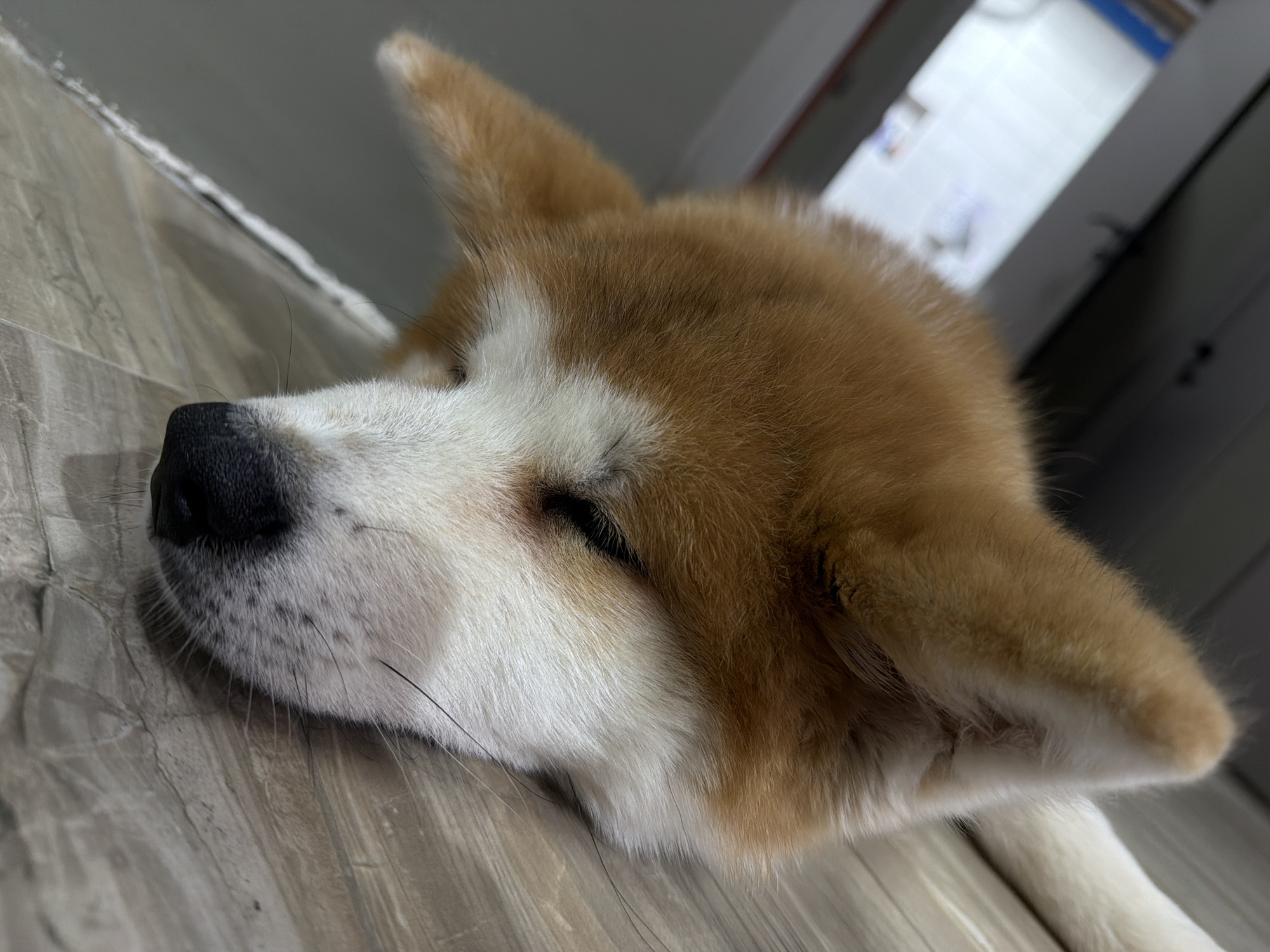 A close-up shot depicts the head of a sleeping Akita dog, lying on a floor with a wood-grain pattern. The dog has a mix of white and light brown fur, and its eyes are closed. The background is indistinct but appears to show a white wall. There is no indication of this image being taken in Chaikovsky, Russia. There are no visible people or interactions.