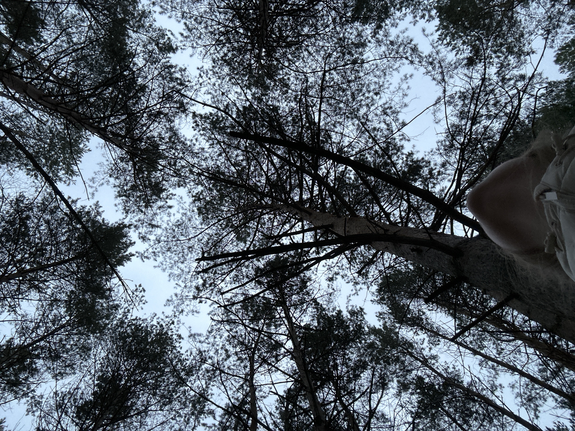The image is a low-angle shot looking up through the canopy of a pine forest. The location is likely in Chaikovsky, Russia. The trees are tall and slender, with dark silhouettes against a light gray sky. Branches and needles create a dense network overhead. Part of the bark of a very tall tree is visible in the right side of the image, with a person standing near it. The scene is quiet and likely in a forest area.