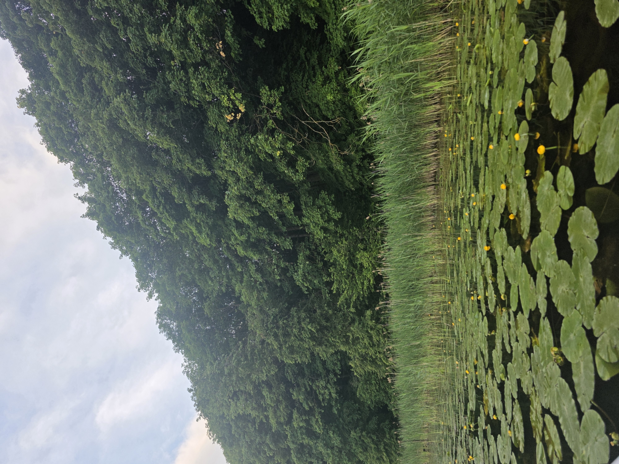 The image depicts a serene natural scene of a lakefront. In the foreground, the dark water is covered with numerous large, green lily pads, some bearing small yellow flowers. Behind the lily pads, a dense line of tall, green reeds grows along the water's edge. The background is dominated by a steep embankment covered in lush, green trees, forming a dense forest. The sky above is overcast with soft, white clouds. The scene appears to be a natural area within or near the city of Ternopil, Ukraine, likely a park or nature reserve such as the Ternopil Pond or a less developed section of the city's outskirts. There are no people or man-made structures visible.
