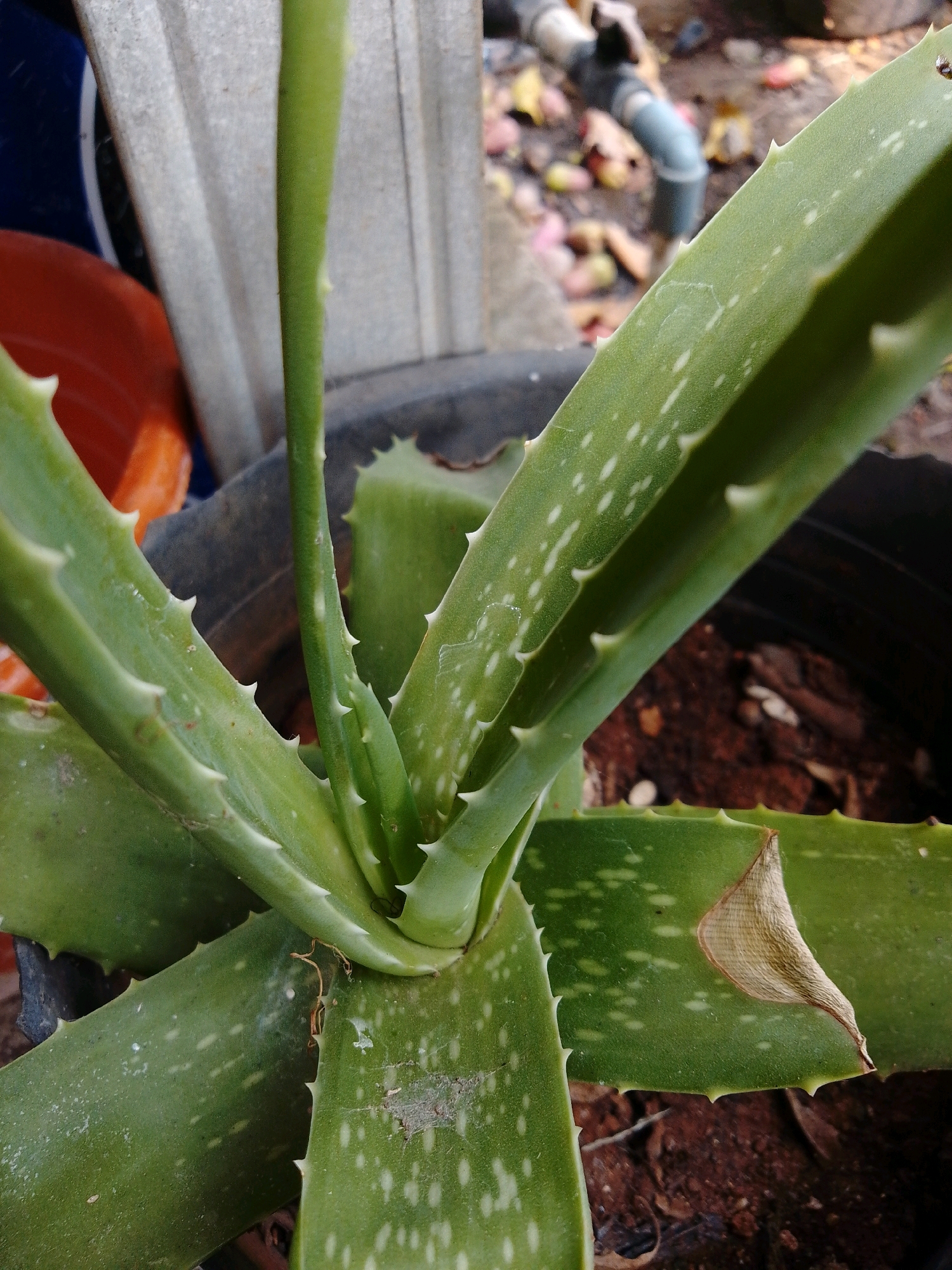 In Cikal, Indonesia, a close-up shot captures an aloe vera plant in a dark pot. The plant's thick, green leaves are visible, with their characteristic serrated edges and small white spots. One leaf shows a dried, brown tip. The background is blurred, but hints of a corrugated metal structure, a red container, and a water pipe suggest an outdoor, possibly urban or garden setting. The soil in the pot appears to be a mix of dark earth and organic matter.