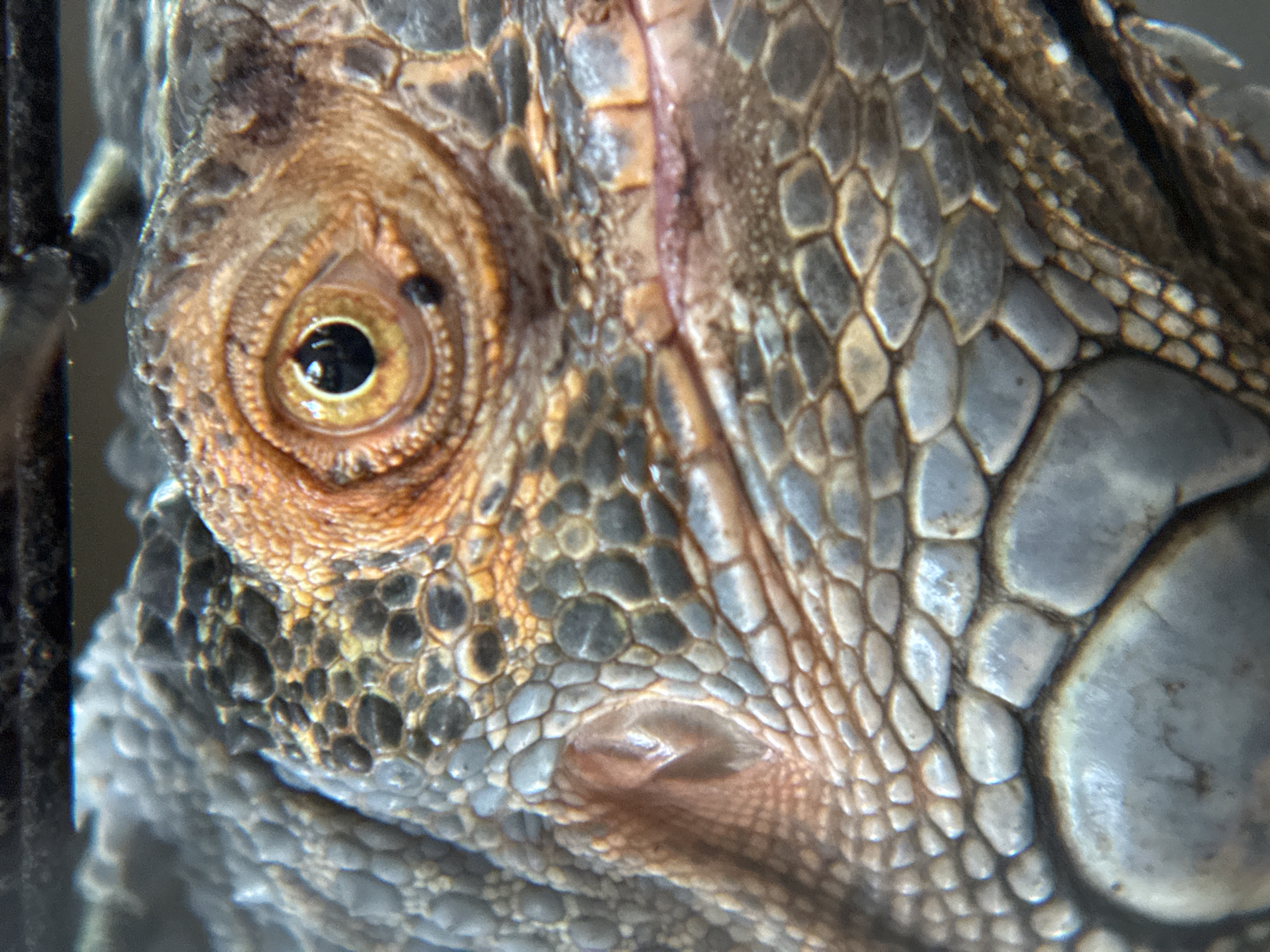 The image is a close-up, macro photograph of an iguana's head, focusing on its eye and surrounding scales. The iguana's eye is a prominent feature with a dark pupil and a yellow iris surrounded by textured, orange-brown scales. The rest of the visible skin is covered in small, overlapping scales that are primarily gray and blue, with some patches of tan and dark gray. The texture of the scales varies in size and shape, creating a detailed, reptilian surface. There is a visible nostril opening to the left of the eye, appearing as a pinkish, recessed cavity. The background is dark and out of focus, providing no discernible environmental context. This image does not depict any elements that would allow for its location to be determined, including within the city of Nha Trang, Vietnam.