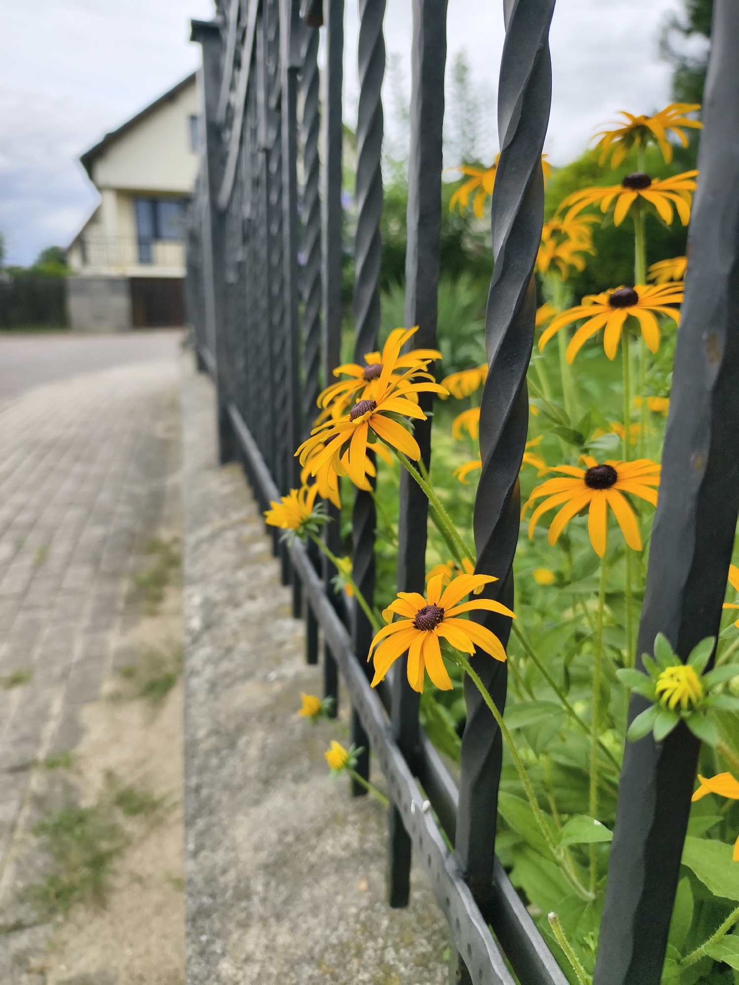 A close-up, eye-level, outdoor shot captures a section of black wrought iron fence with twisted decorative elements. Beyond the fence, a cluster of vibrant yellow Black-Eyed Susans with dark centers is in bloom, with green foliage and stems. The flowers are captured in sharp focus, with some in the foreground and others receding into the background. To the left of the fence, a paved walkway made of interlocking grey stones runs along the side of a building. The building, partially visible and out of focus, appears to be a light-colored, multi-story house with a prominent window and balcony. The environment suggests a residential area, possibly in Tczew, Poland, based on the architectural style and common floral choices. The sky is overcast, indicating a cloudy day. No people or animals are present in the frame.