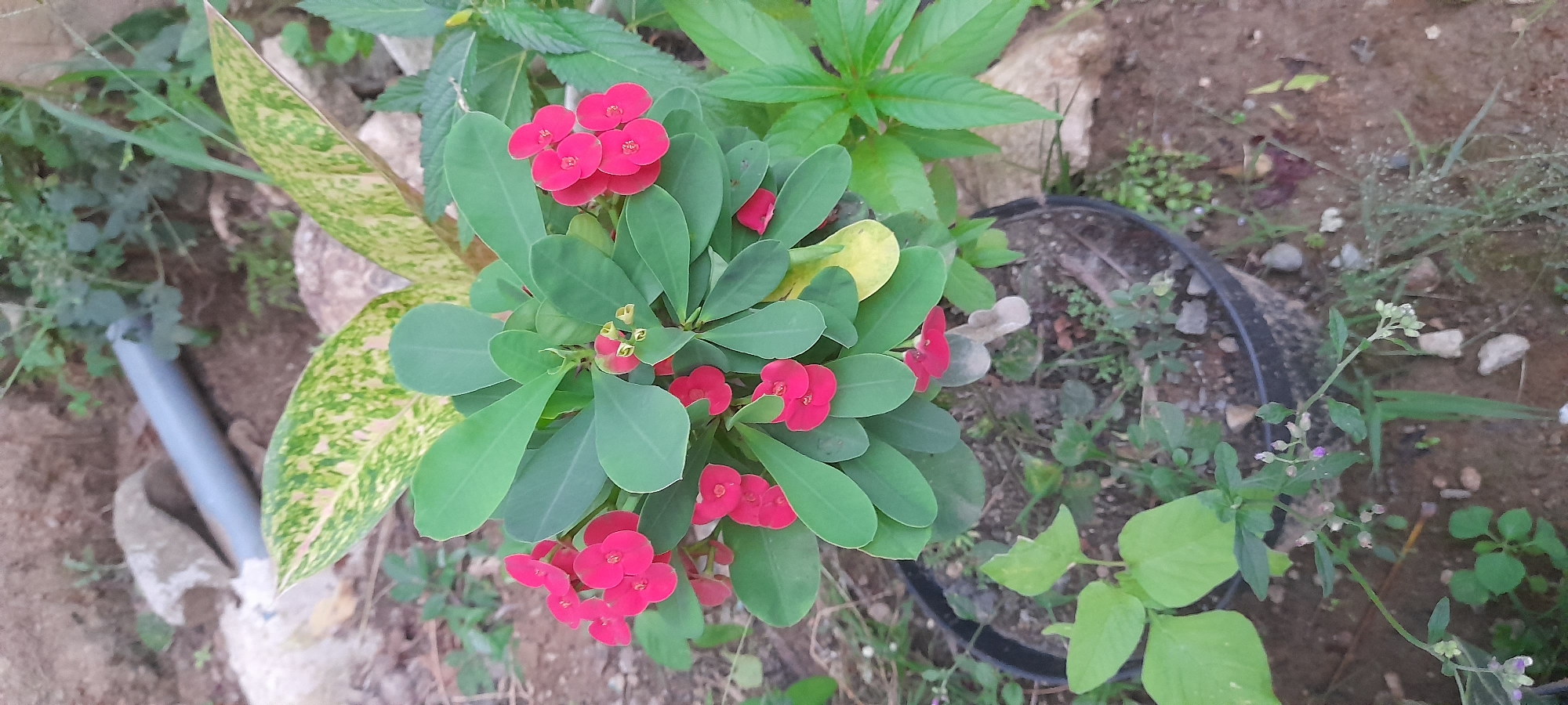 A top-down shot reveals a Crown of Thorns plant in full bloom, featuring vibrant red flowers amidst green foliage. The plant is situated near other greenery, including a speckled leaf plant and another unidentified green plant with pointed leaves. The Crown of Thorns plant appears to be partially potted, with the edge of a black pot visible. The ground is earthen, and various weeds and small plants are scattered around. The photo was taken in Palohpanyang, Indonesia.