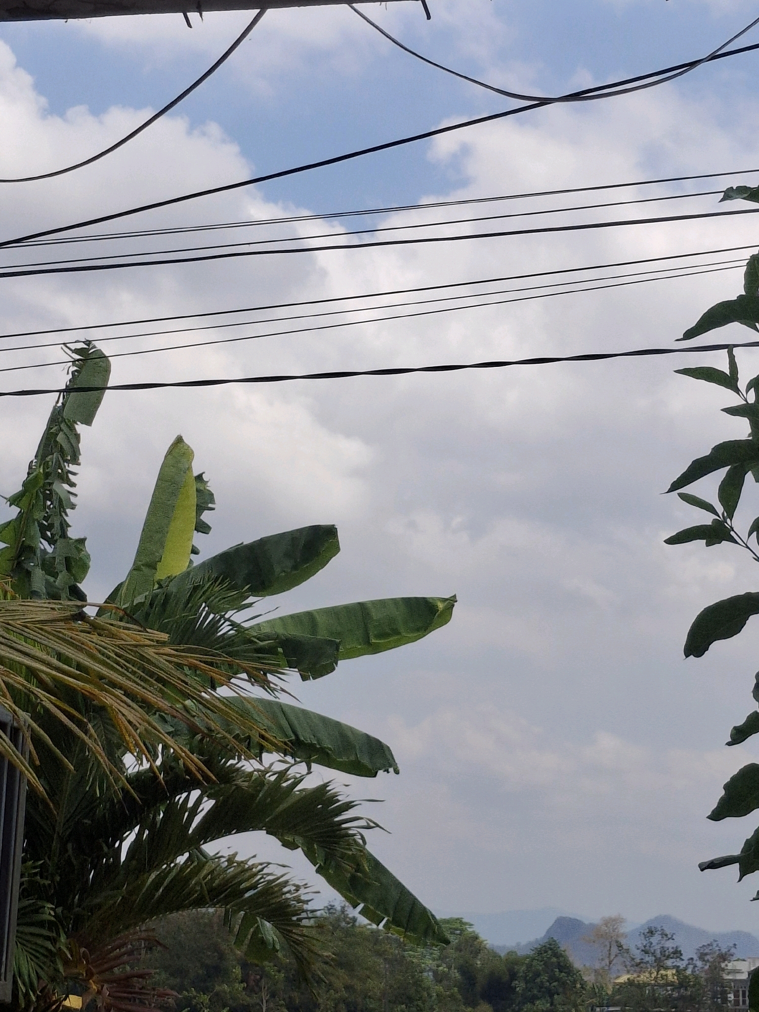 The image captures a view from Ngadirenggo, Indonesia, looking towards a cloudy sky with several power lines crisscrossing the frame. In the foreground, lush green banana leaves are prominent, some torn and wind-blown. To the left, a palm tree with dry fronds is partially visible. On the right side of the image, more green leaves from a different plant frame the sky. In the distance, a line of trees and hills can be seen under the overcast sky. The overall scene suggests a natural setting with signs of human infrastructure.