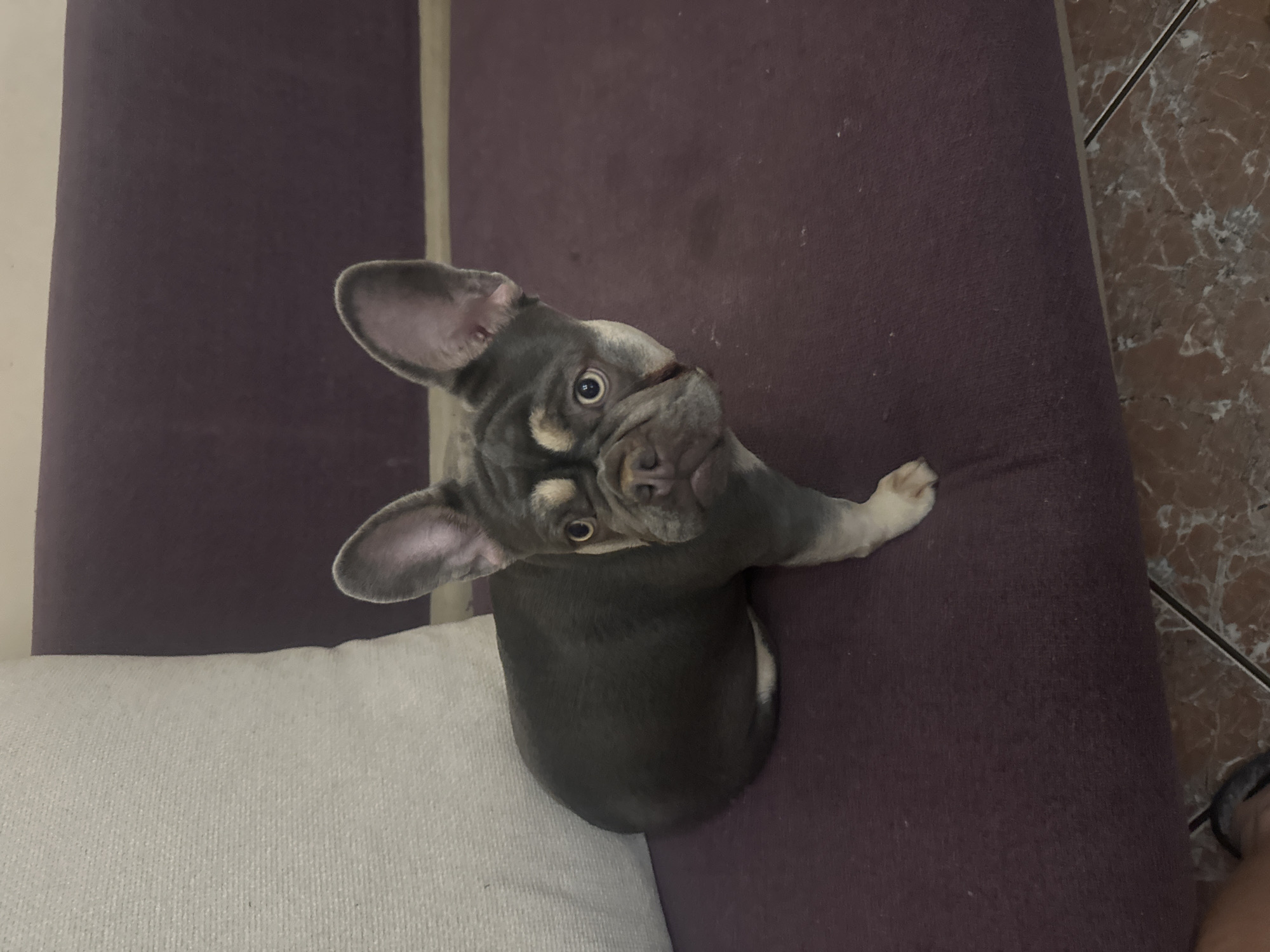 A high-angle medium shot depicts a blue French Bulldog puppy sitting on a purple couch cushion. The puppy has a light brown face and chest and large erect ears. A white pillow is to the left of the puppy. The flooring visible to the right of the couch is marble.