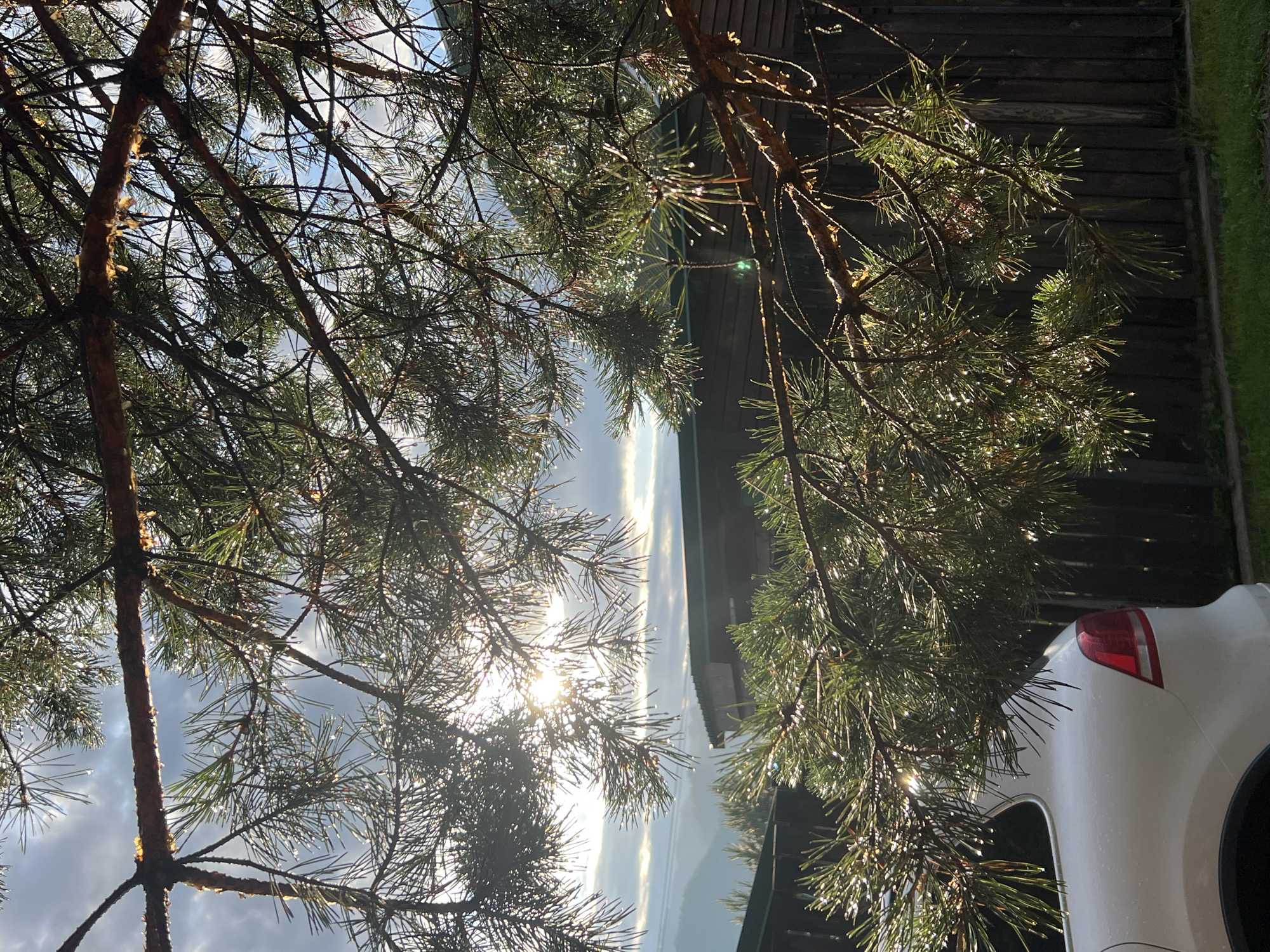 This image shows a close-up view of pine tree branches against a bright sky. The sun is shining, creating lens flare and highlighting water droplets on the pine needles. The background is blurred, but appears to be a landscape with a building and a white car. The overall impression is one of a serene, natural setting with a touch of man-made elements. The time of day appears to be morning or late afternoon, given the angle of the sun and the quality of the light. The presence of water droplets suggests recent rain or dew. The location context is unknown, but the pine trees and the wooden fence in the background might indicate a rural or semi-rural area. There is no visible text in the image.
