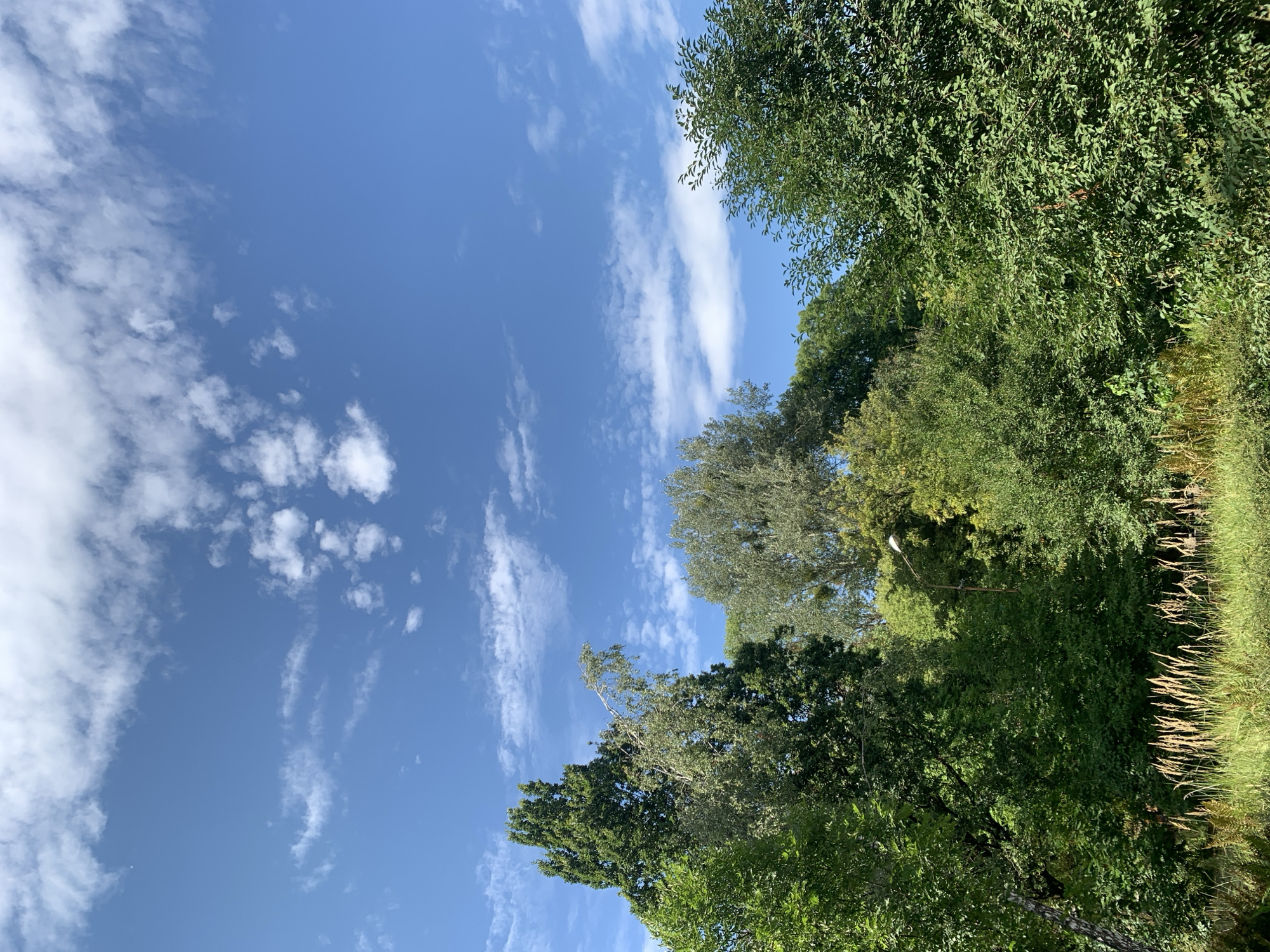 The image depicts a scene dominated by lush green trees under a bright blue sky with scattered white clouds. In the foreground, tall, dry grasses and some green vegetation are visible. The trees are varied in species and density, forming a dense canopy that obscures much of the ground. A lamppost is subtly present amongst the foliage. The overall impression is that of a natural, park-like setting. Without further context, it is impossible to determine the specific location within the city of Lviv, Ukraine. There are no people or any observable actions or interactions.