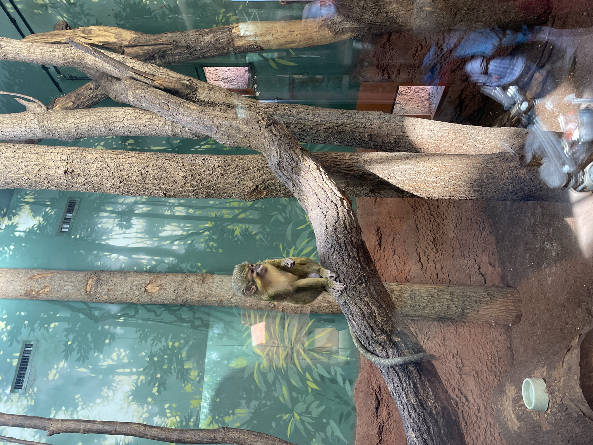 A medium-shot shows a monkey perched on a tree branch. It has yellow-green fur and dark eyes. The monkey is clinging to a tree trunk with light-brown, bark-like patterns. The background is a bright mural with light green forest colors, creating a dense canopy look. The background also shows a reddish textured wall. The image appears to be taken in an animal enclosure or zoo setting.