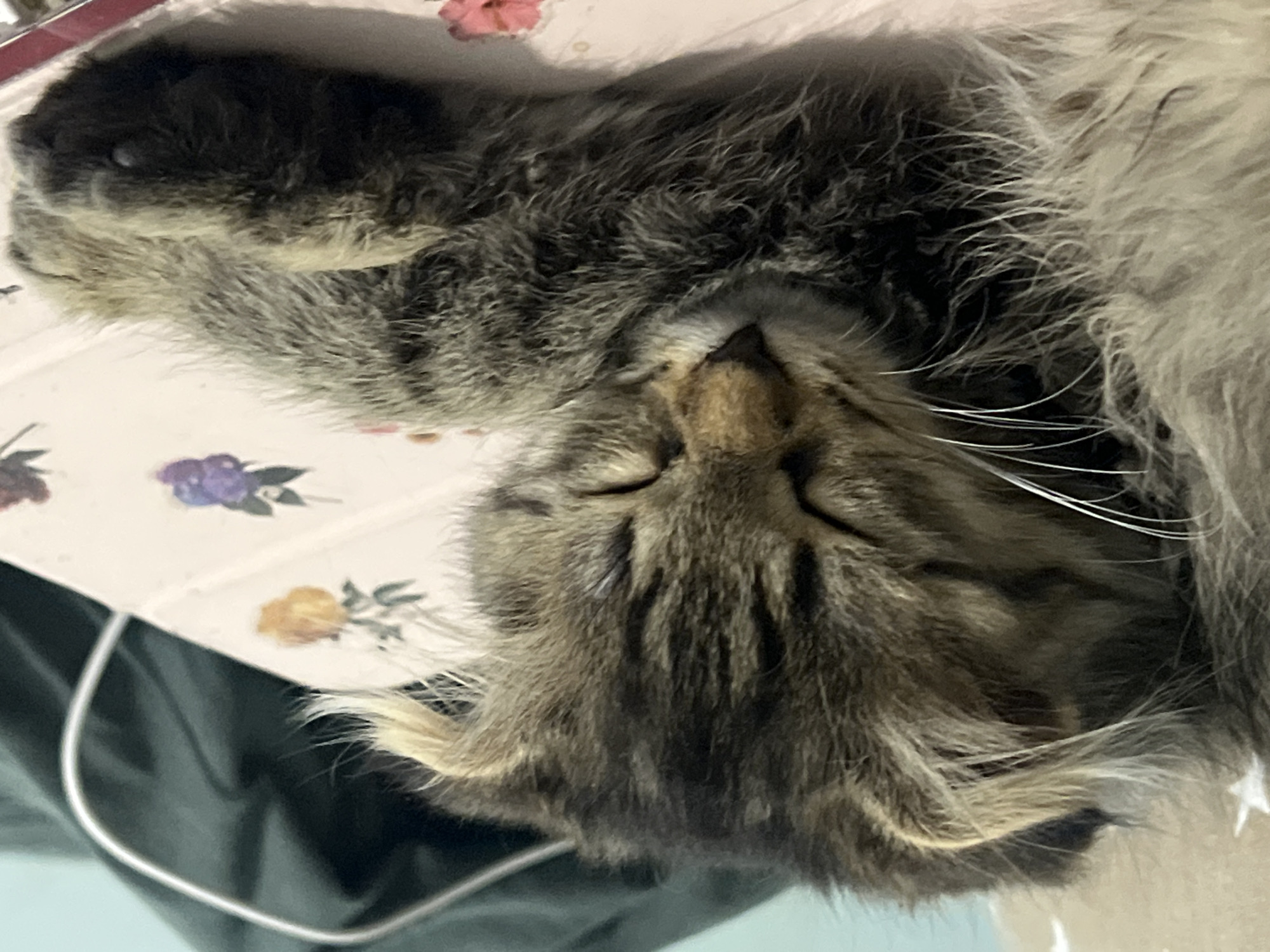 A close-up, eye-level shot shows a fluffy, brown and black tabby kitten asleep on a pink surface with floral patterns. The kitten's eyes are closed, its face is turned slightly to the left, and its right paw is extended forward. The background is dark green. The scene is indoors, with no identifiable landmarks of Smolenskaya, Russia.