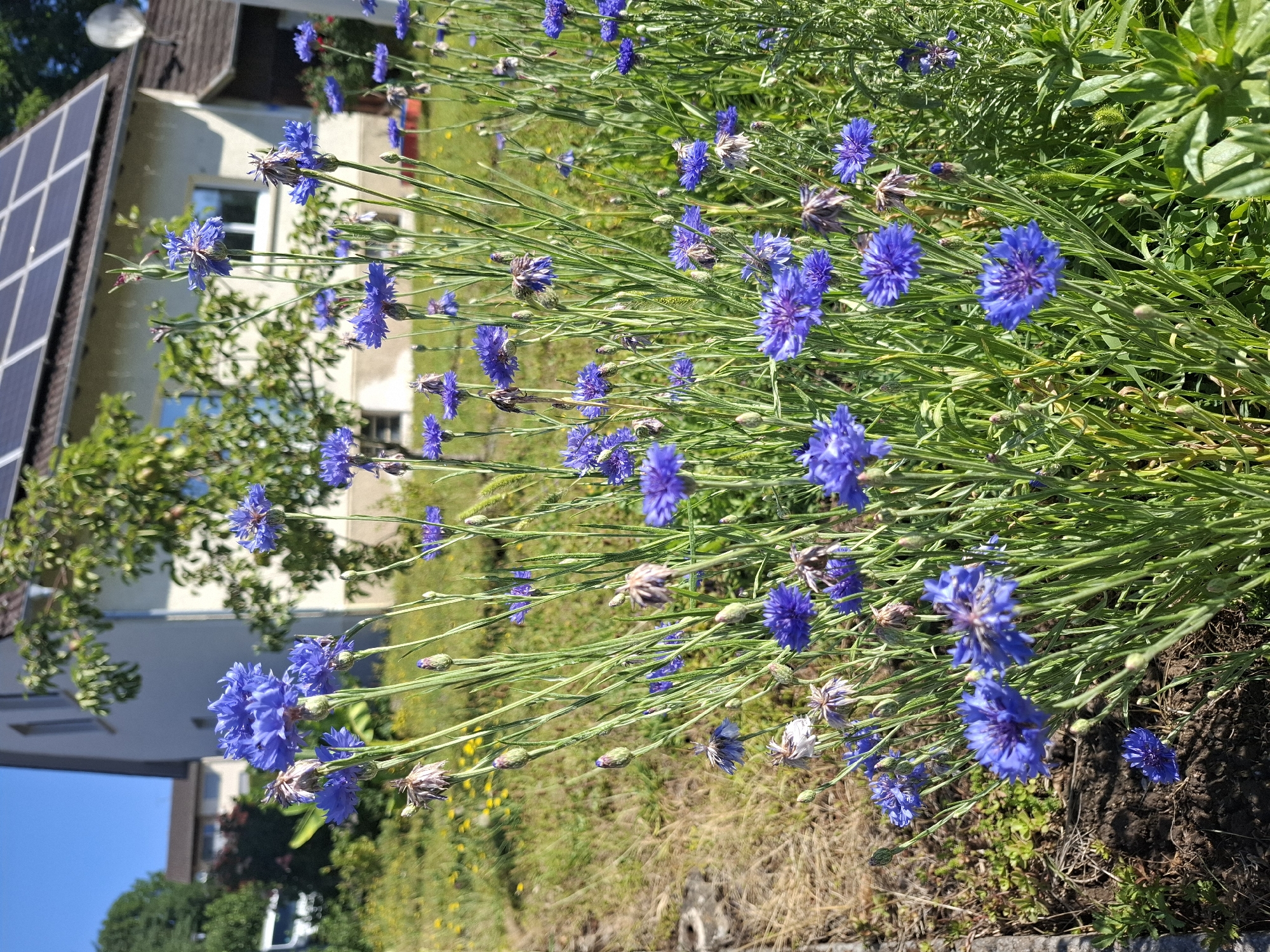 The image shows a close-up view of a patch of blue cornflowers in bloom, with a residential building in the background. The building appears to be a two-story house with a light-colored facade and a dark roof fitted with solar panels. A satellite dish is visible on the roof. Green trees and a sunny blue sky frame the scene. The cornflowers are vibrant blue with a detailed, fringed petal structure. Some of the flowers are in full bloom, while others are still buds or have dried seed heads. The foreground is filled with the green stalks and leaves of the cornflowers, with a patch of dry, brown grass and some dark soil visible at the bottom left. The setting appears to be a garden or yard, likely in a suburban or rural area. The presence of the residential building and solar panels suggests a developed area, possibly Klettgau, Germany, given the context. There are no people or animals visible in the image. The overall impression is one of a sunny day in a garden, with a focus on the natural beauty of the blooming flowers.