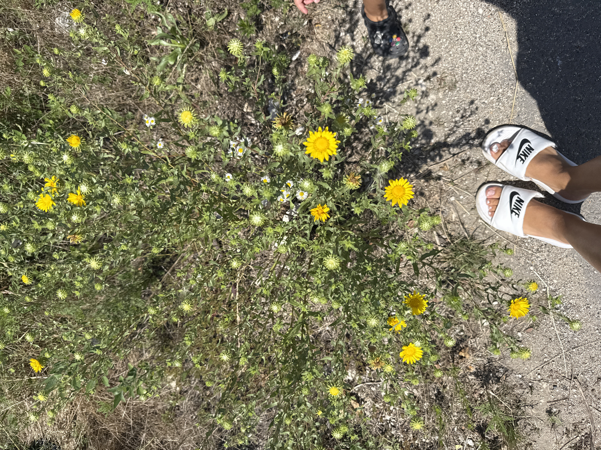 The image shows a ground-level view of a patch of wild yellow flowers and greenery, possibly on the outskirts of Basarabeasca, Moldova. The flowers are small and yellow, with some appearing to be in bud stage and others in full bloom. Green leaves and stems are abundant, interspersed with dried grass and dirt. In the foreground, a person's feet are visible, wearing white Nike slides. To the right and slightly behind, another person's feet are visible, wearing black Crocs with colorful charms. The ground appears to be a mix of dirt and gravel, with a faint shadow cast by the greenery and the people's feet. The lighting suggests it is daytime, with sunlight illuminating the scene.