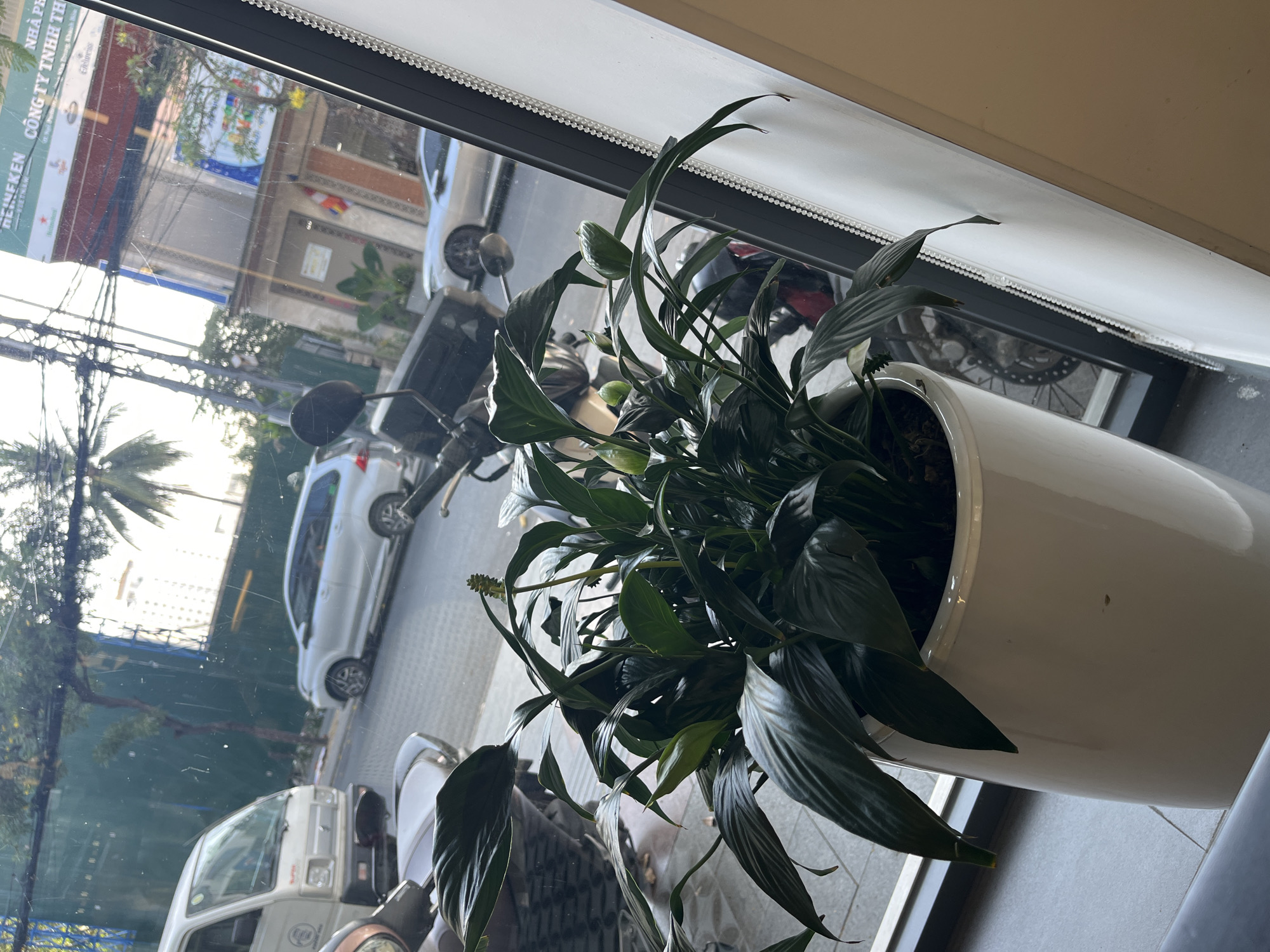 A vibrant green plant, appearing to be a Peace Lily (Spathiphyllum) with several developing white spathes, is prominently featured in a tall, glossy white ceramic pot. The plant is situated indoors, beside a large window, suggesting a setting such as a cafe or office. A white roller blind with a decorative beaded trim is visible along the top of the window frame.
Through the window, a daytime street scene unfolds. The glass shows some scratches and smudges. Parked vehicles, including several white cars and multiple motorcycles or scooters, are visible on the street. Buildings with urban architectural styles, dense overhead power lines, and green trees, including palm trees, line the street.
Visible text on signs seen through the window includes "HEINEKEN", "CÔNG TY TNHH", and "VIỆT NAM", strongly indicating the location is in Vietnam. Partially visible text also includes "NHÀ PH" and "Evergreen". The lighting suggests bright daylight, but without harsh shadows, potentially indicating morning, late afternoon, or an overcast day.