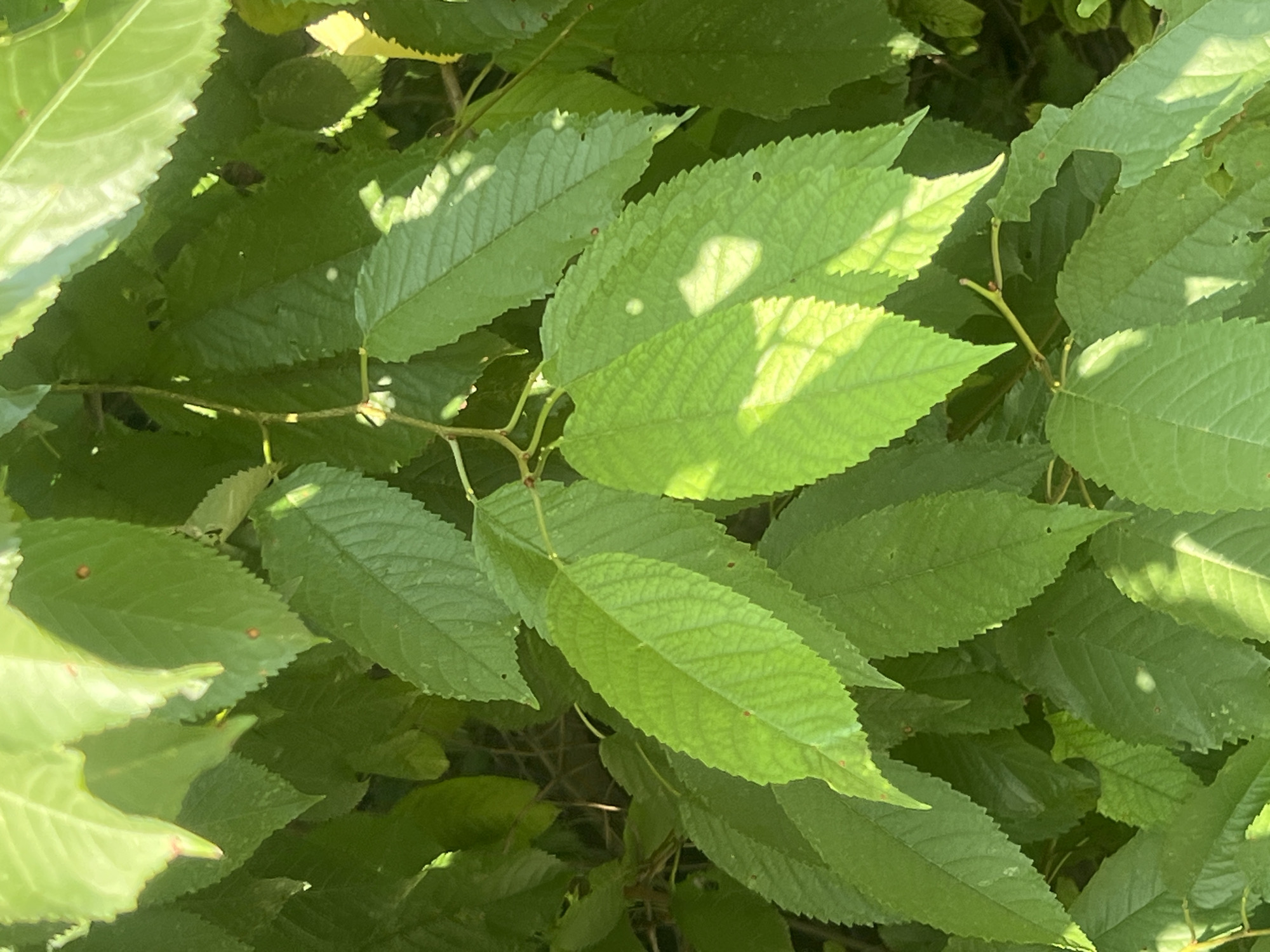 This media file is a close-up, high-angle shot of lush green foliage, predominantly leaves of a tree. The leaves are oval-shaped with serrated edges and prominent venation. Sunlight filters through the canopy, creating dappled light and shadow patterns across the leaves, indicating it is daytime. The overall scene is one of natural growth and abundance, with the dense greenery suggesting a woodland or garden setting. There are no people or specific objects visible, only the natural elements of the plant. The image is devoid of any discernible text. The location context provided is Bârnova, Romania, which aligns with a potentially natural, outdoor environment. The lighting and the vibrant green hues suggest pleasant weather conditions.