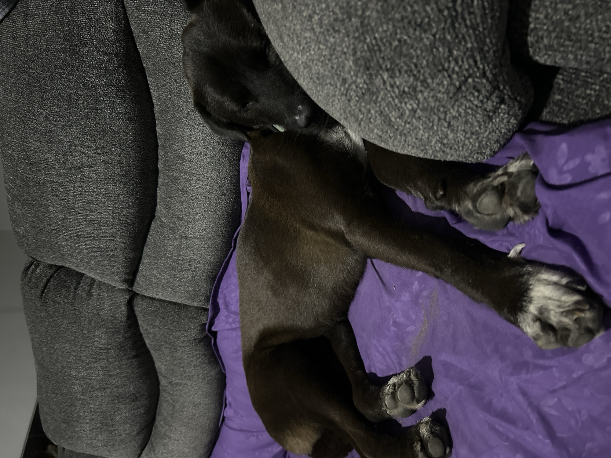 A black dog is sleeping on a purple blanket, which is on a gray couch. The dog's head is resting on a gray pillow. The dog's paws are visible, and they appear to be white. The scene is indoors, and the lighting is dim.