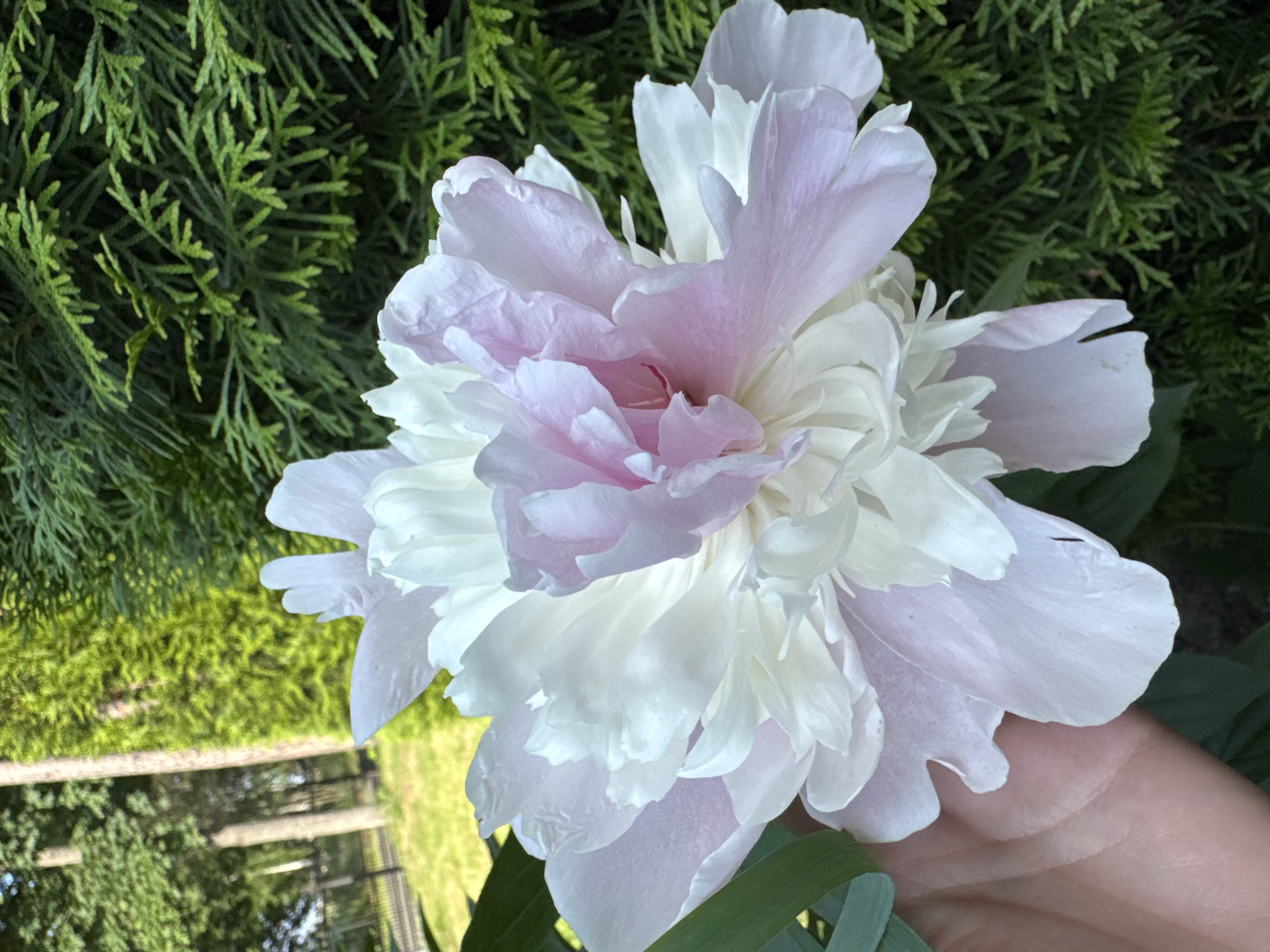 A hand is holding a large, double peony flower with white and pale pink petals. The peony is in focus and fills most of the frame, with the blurred background of green foliage and a hint of a fence and grass. The sunlight suggests it's daytime. The setting appears to be a garden.