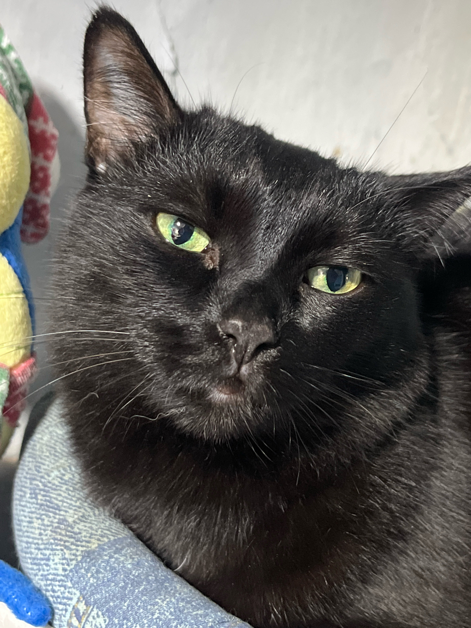 The image is a close-up, eye-level portrait of a black cat. The cat's face is turned slightly to the left, with its green eyes looking towards the viewer. Its fur is dark and appears to be of medium length. The cat is resting on a textured, light blue surface, possibly fabric. To the left of the cat, a portion of a colorful stuffed animal is visible, featuring yellow and red elements. The background is a plain, light-colored wall. The image does not contain any identifiable elements that would allow for determining a specific location in Nizhny Tagil, Russia, or any other city.