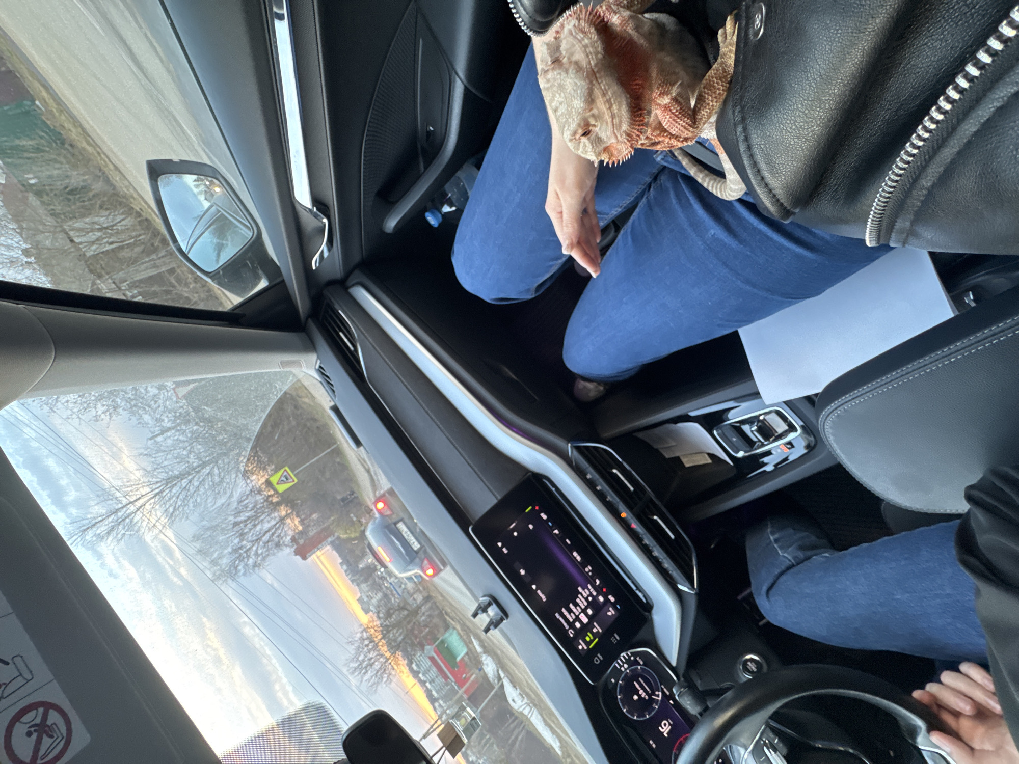 A bearded dragon sits on a person's lap in the front passenger seat of a car, which is driving on a road near Mit'kino, Russia. The driver's hands are on the steering wheel, and the car's infotainment screen is illuminated. The passenger is wearing blue jeans and a black leather jacket. Outside the car window, there is a road sign and a view of the sky with the sun setting.