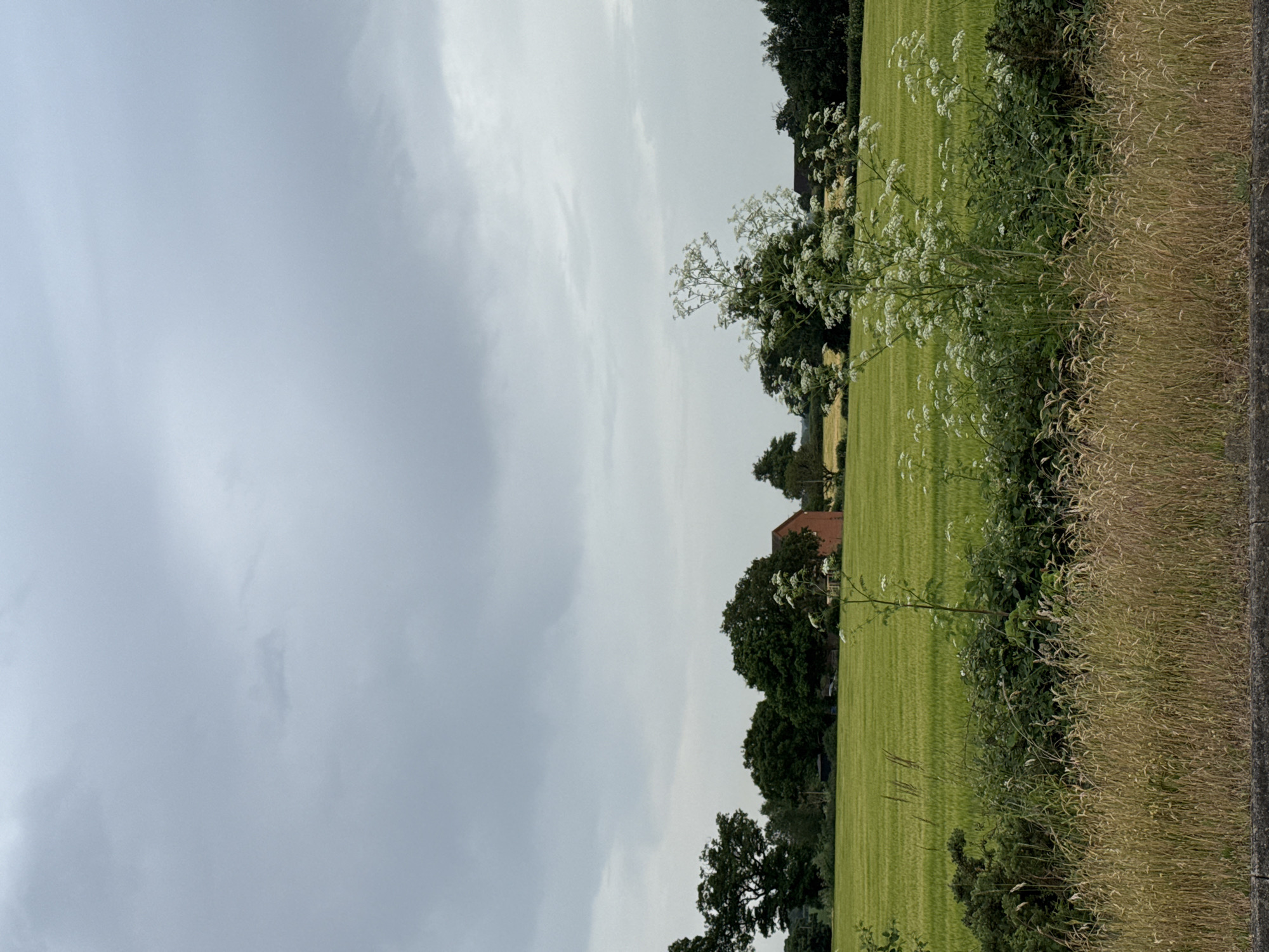 The image depicts a rural landscape in Ipswich, United Kingdom, under a cloudy sky. To the right of the frame, a field of green grass stretches toward a line of trees and shrubbery. Along the edge of the field is a patch of tall, dry grass, with some white flowering plants interspersed within the greenery. In the distance, a red brick building can be seen among the trees. The dominant feature is the overcast sky.
