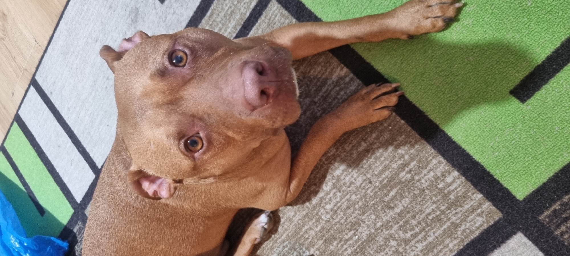A light brown pit bull dog lies on a geometrically patterned rug. The rug features large squares in beige, green, and black. The dog's head is turned towards the camera, and its light brown eyes are visible. The dog's ears are cropped. The dog's front legs are stretched out on the rug. A blue plastic bag is visible in the lower left corner of the image, near what appears to be the edge of a wooden floor. The location is Unknown, Unknown.